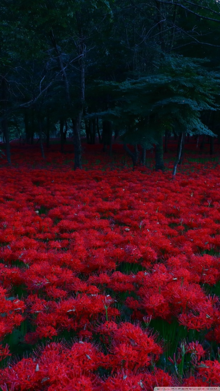 Flower In The Forest Wallpapers