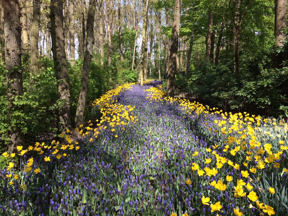 Flower In The Forest Wallpapers