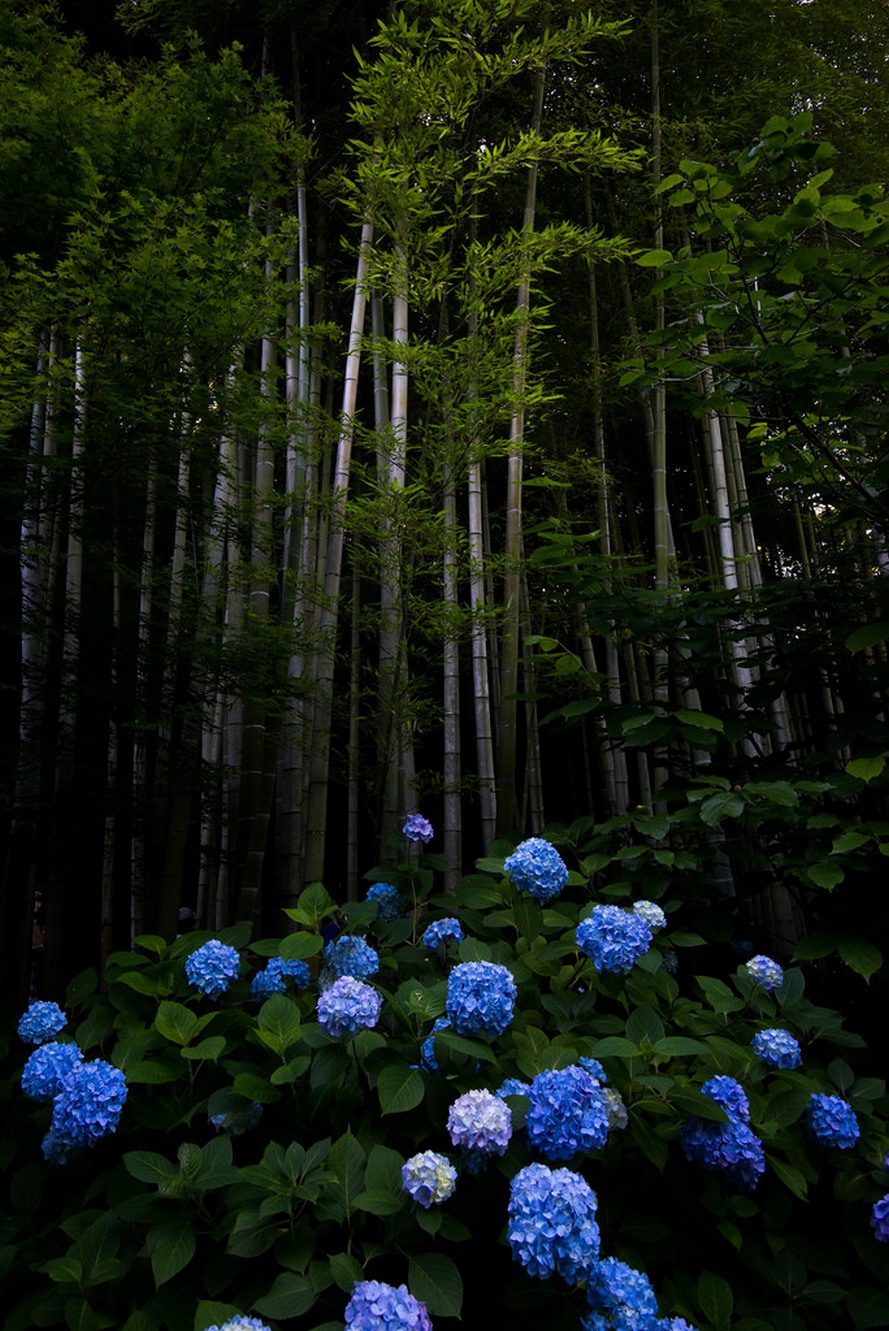 Flower In The Forest Wallpapers