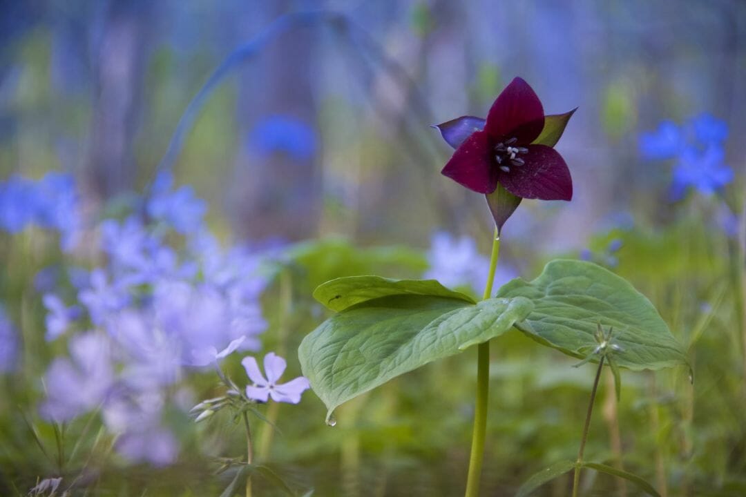 Flower In The Forest Wallpapers