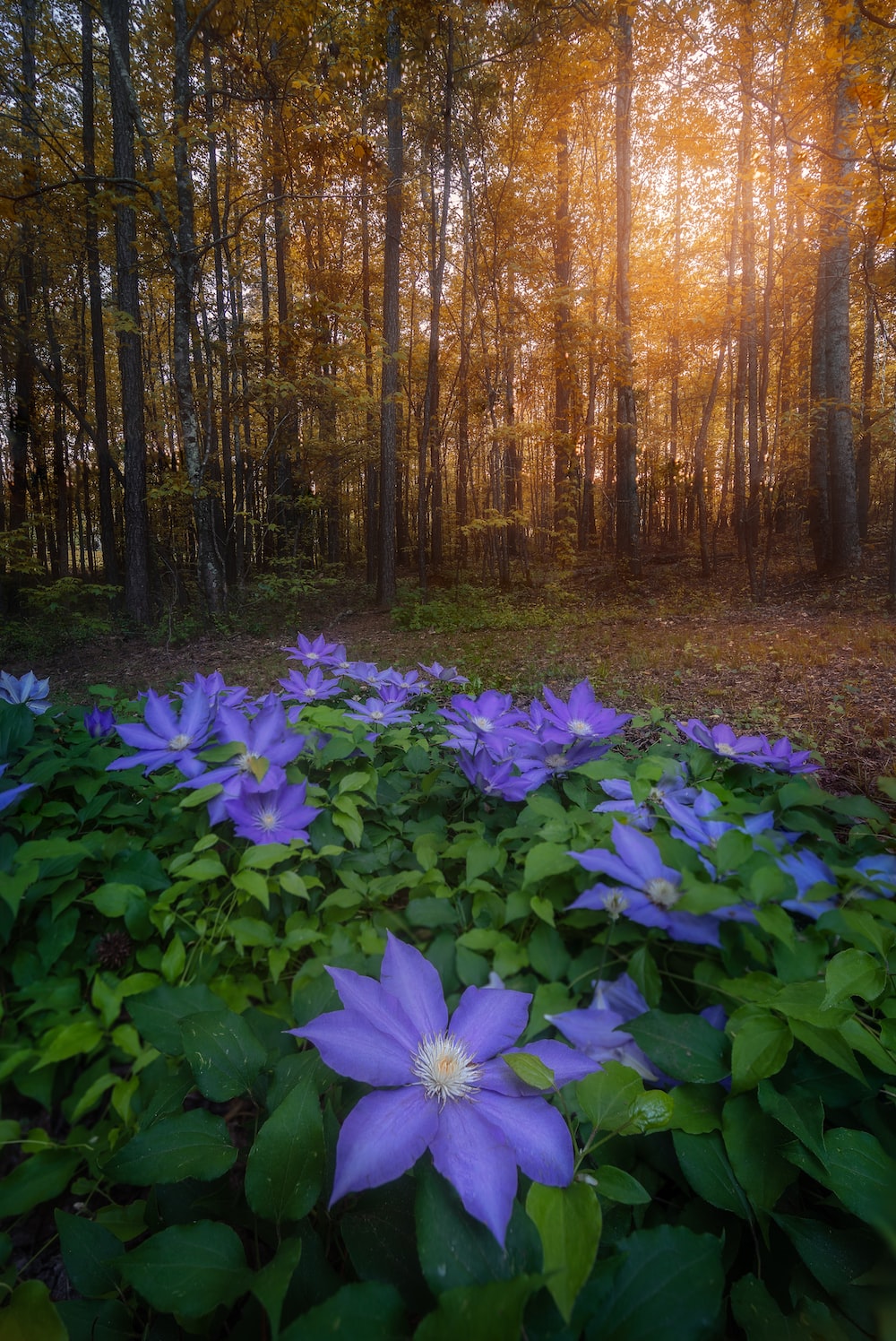 Flower In The Forest Wallpapers