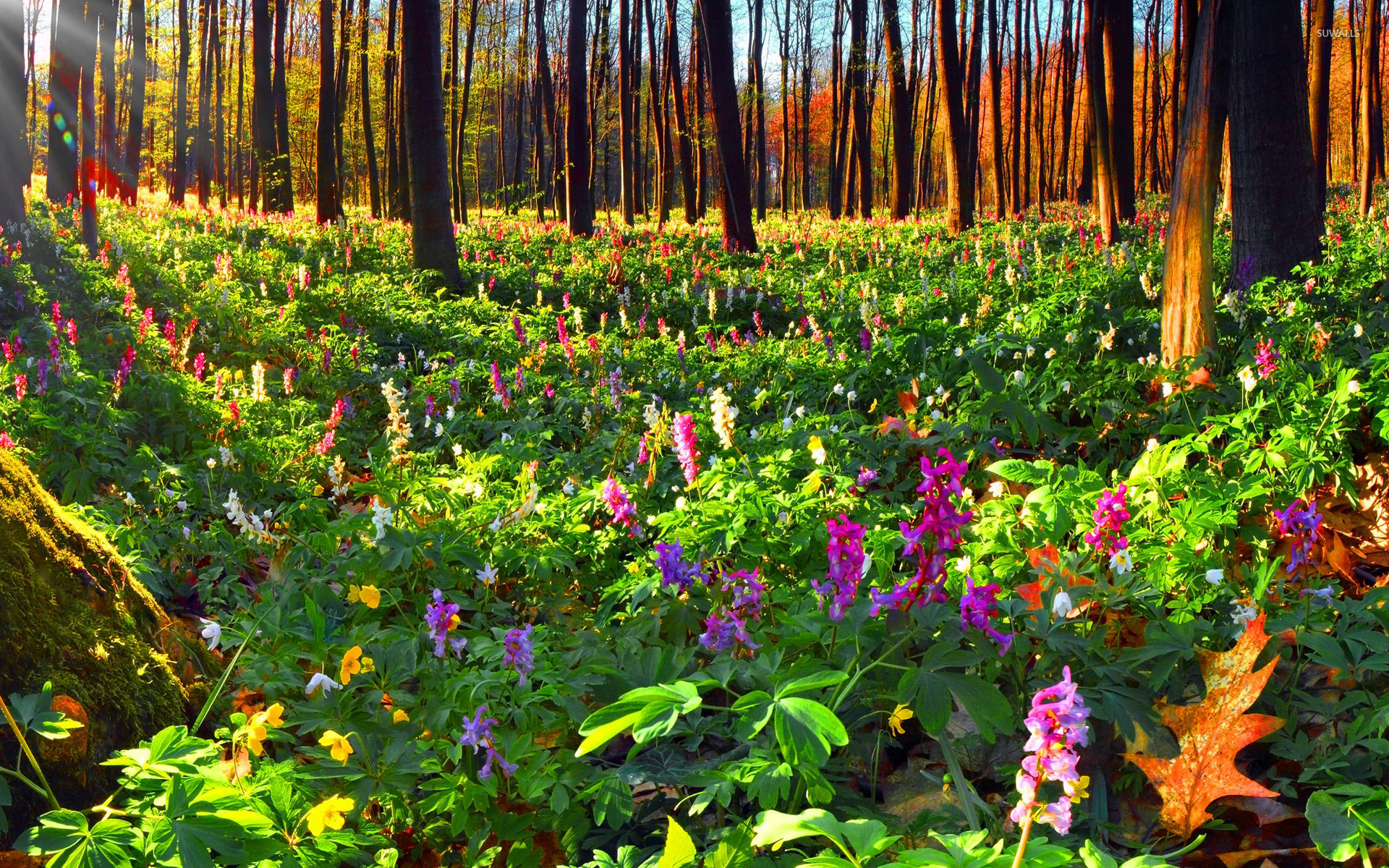 Flower In The Forest Wallpapers