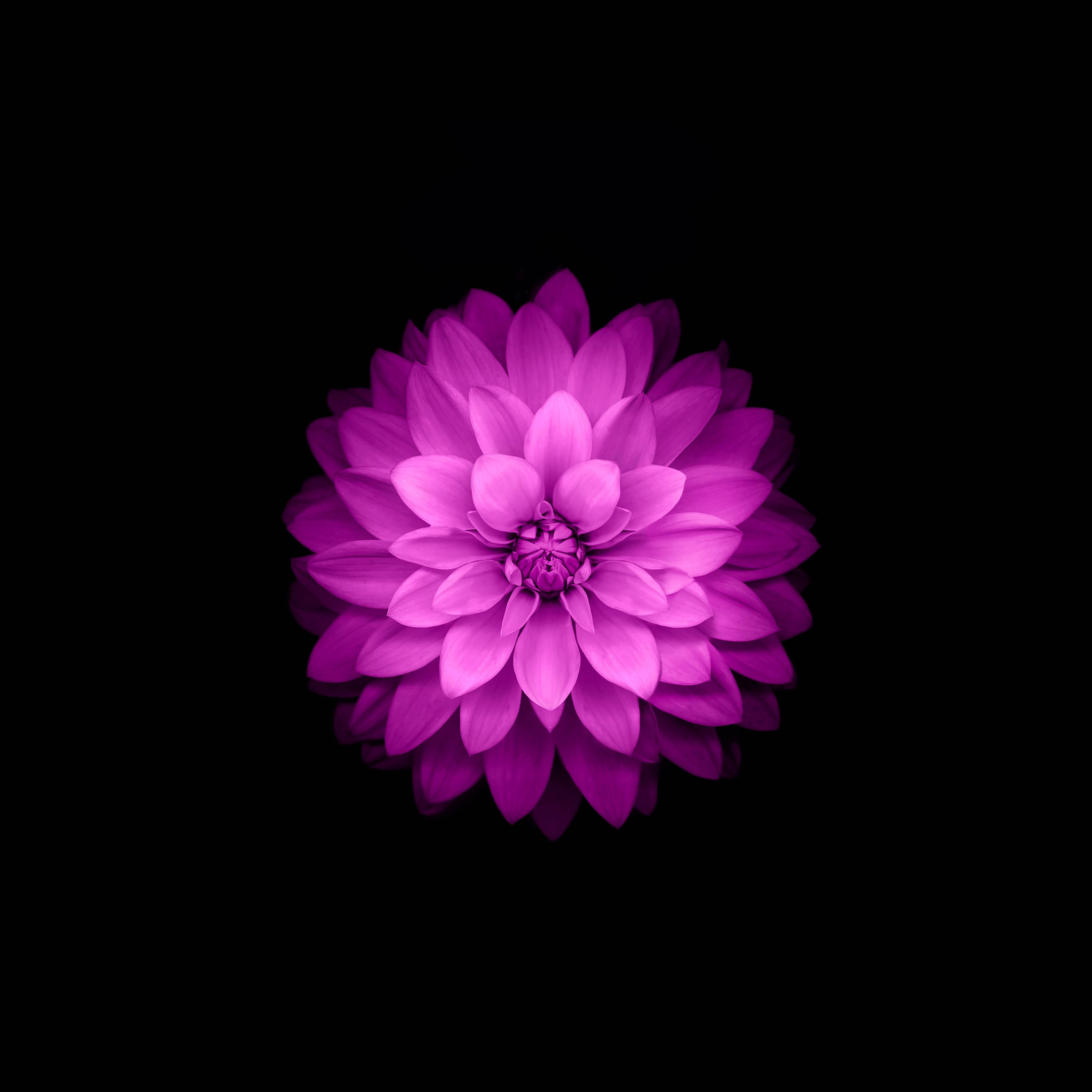 Flower Iphone 5 Wallpapers