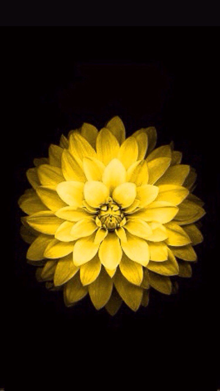 Flower Iphone 5 Wallpapers