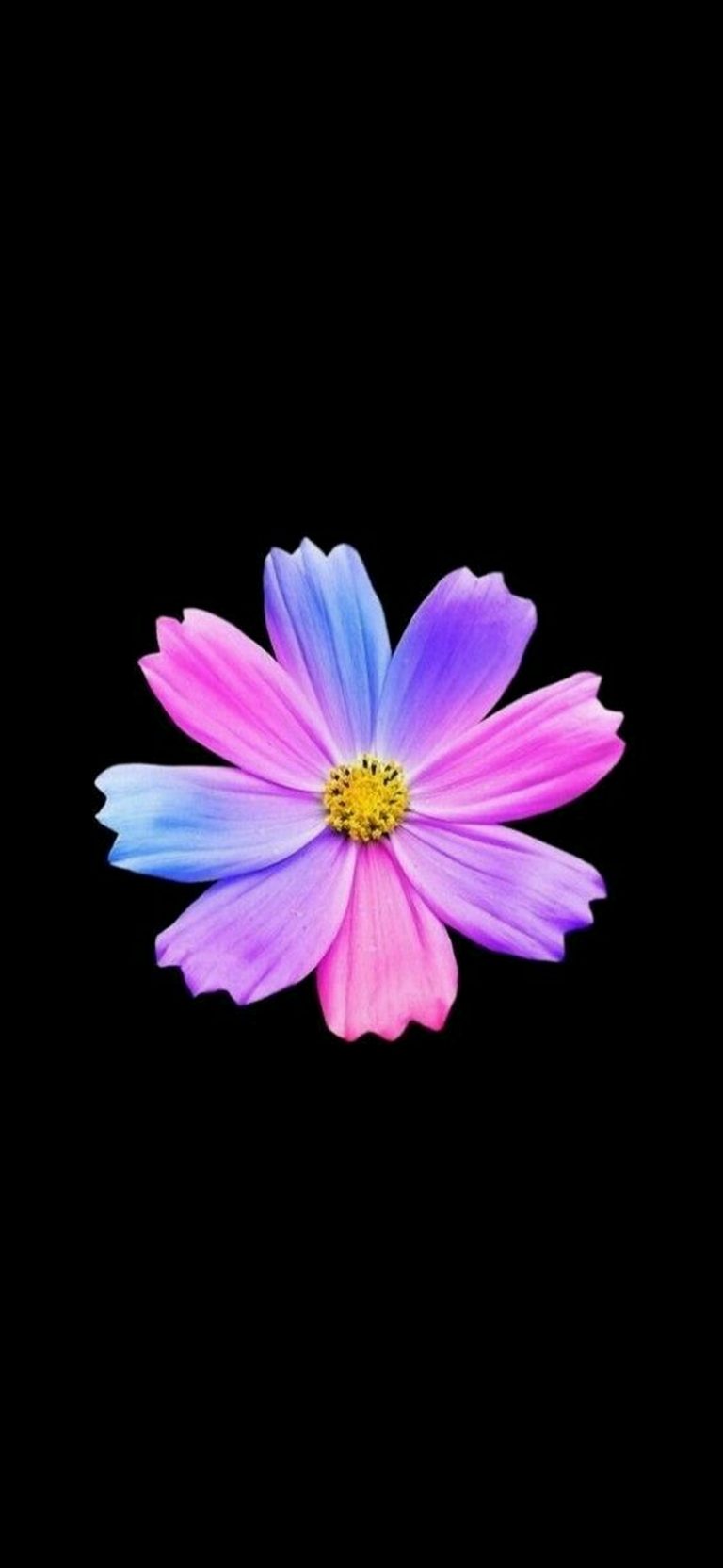 Flower Iphone 5 Wallpapers