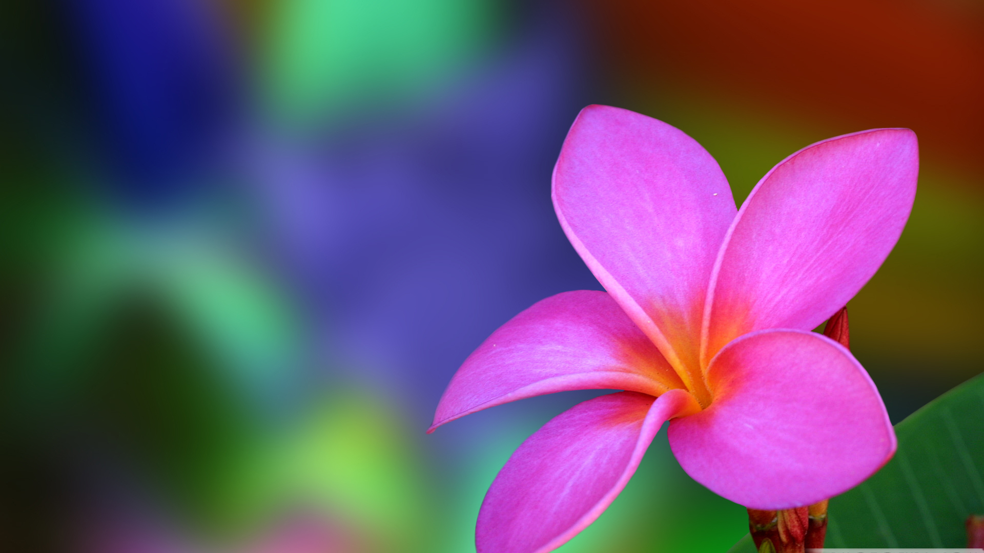 Flower Laptop Wallpapers