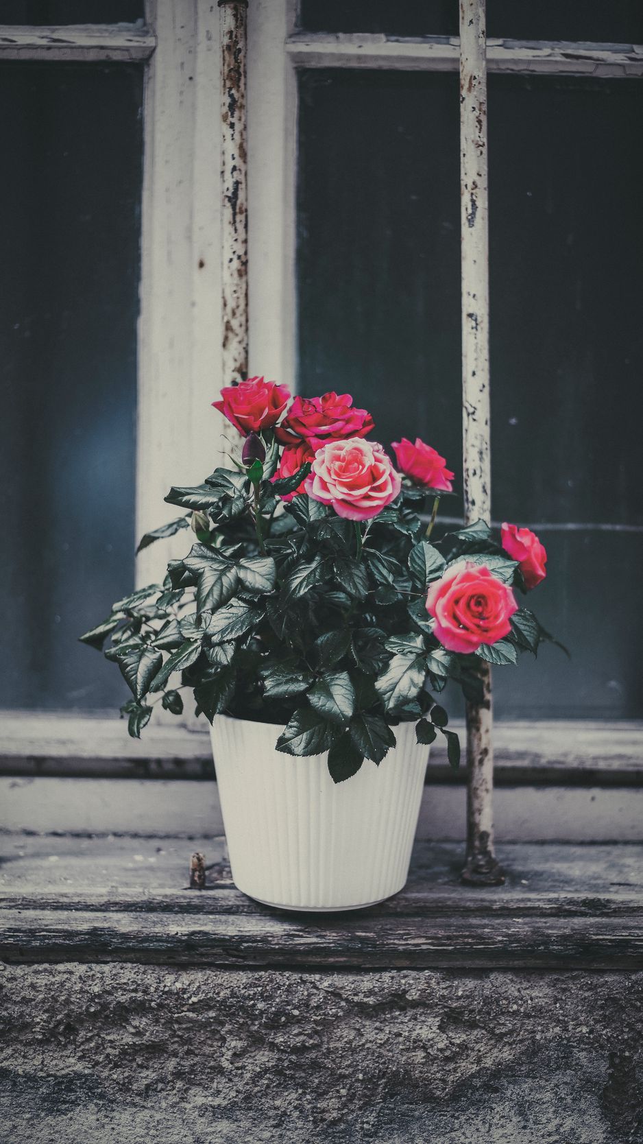 Flower Pot Wallpapers