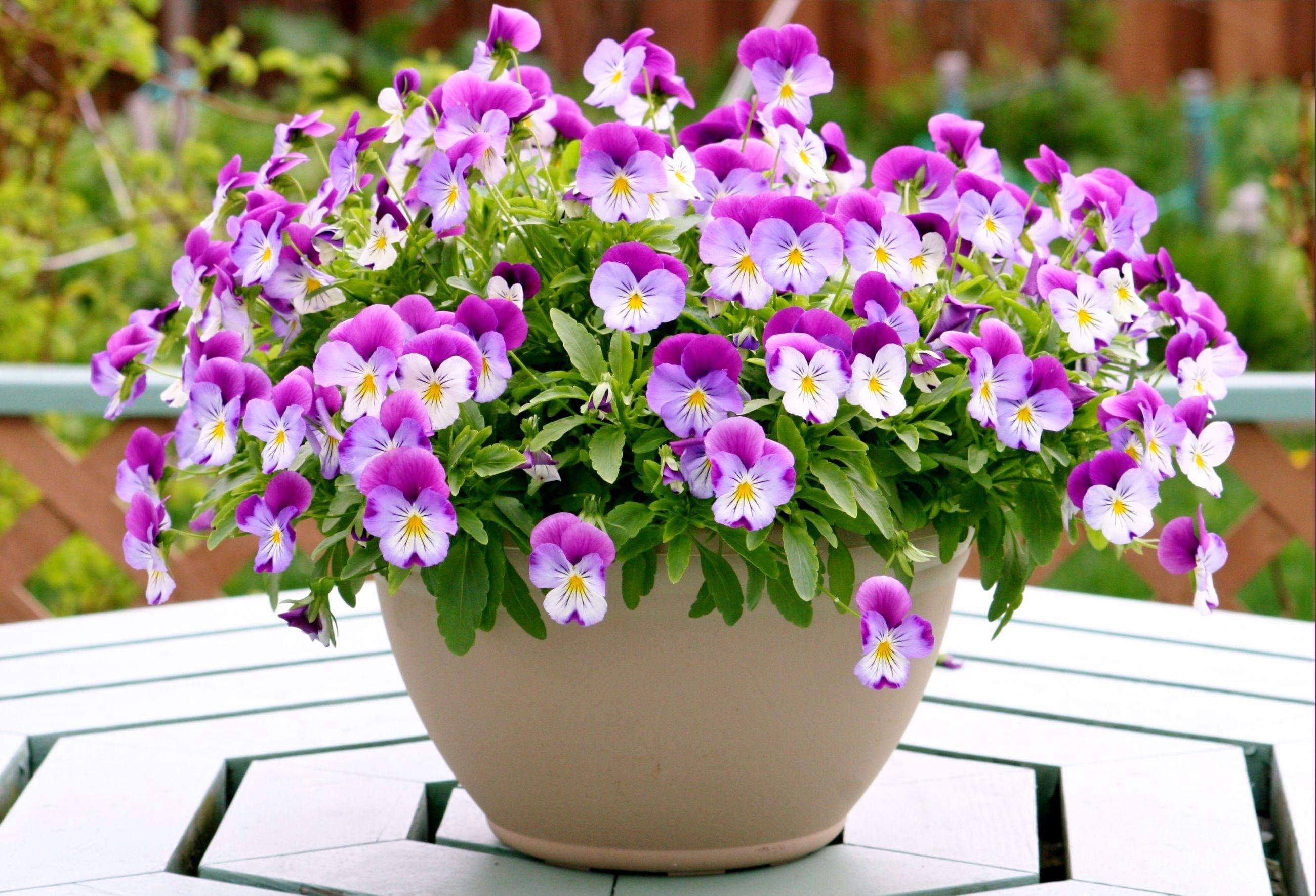 Flower Pot Wallpapers