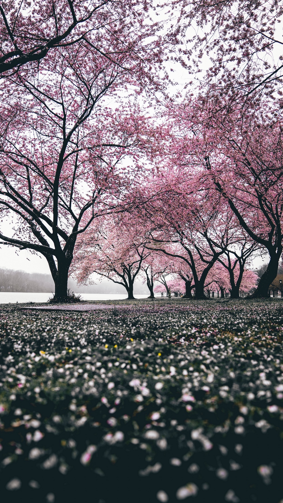 Flower Tree Image Wallpapers