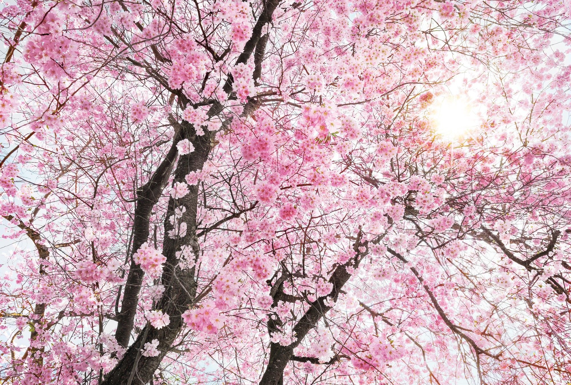 Flower Tree Image Wallpapers