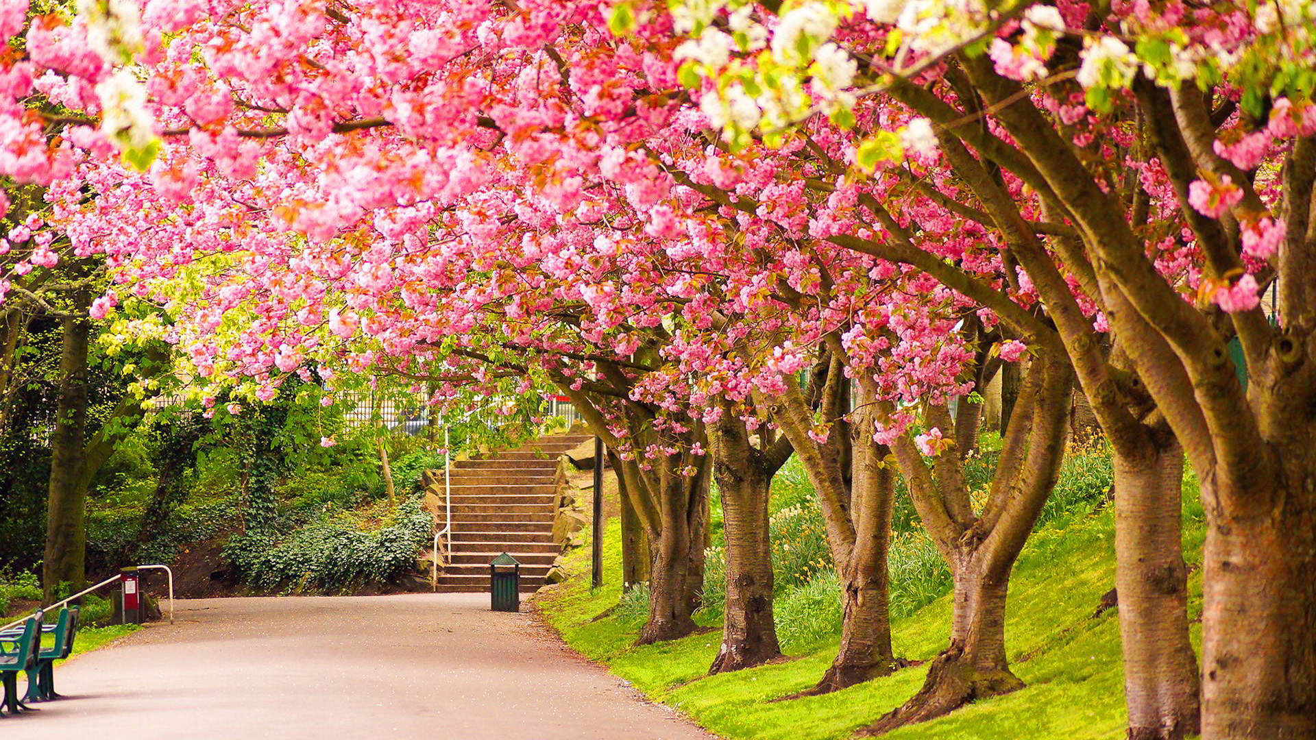 Flower Tree Image Wallpapers