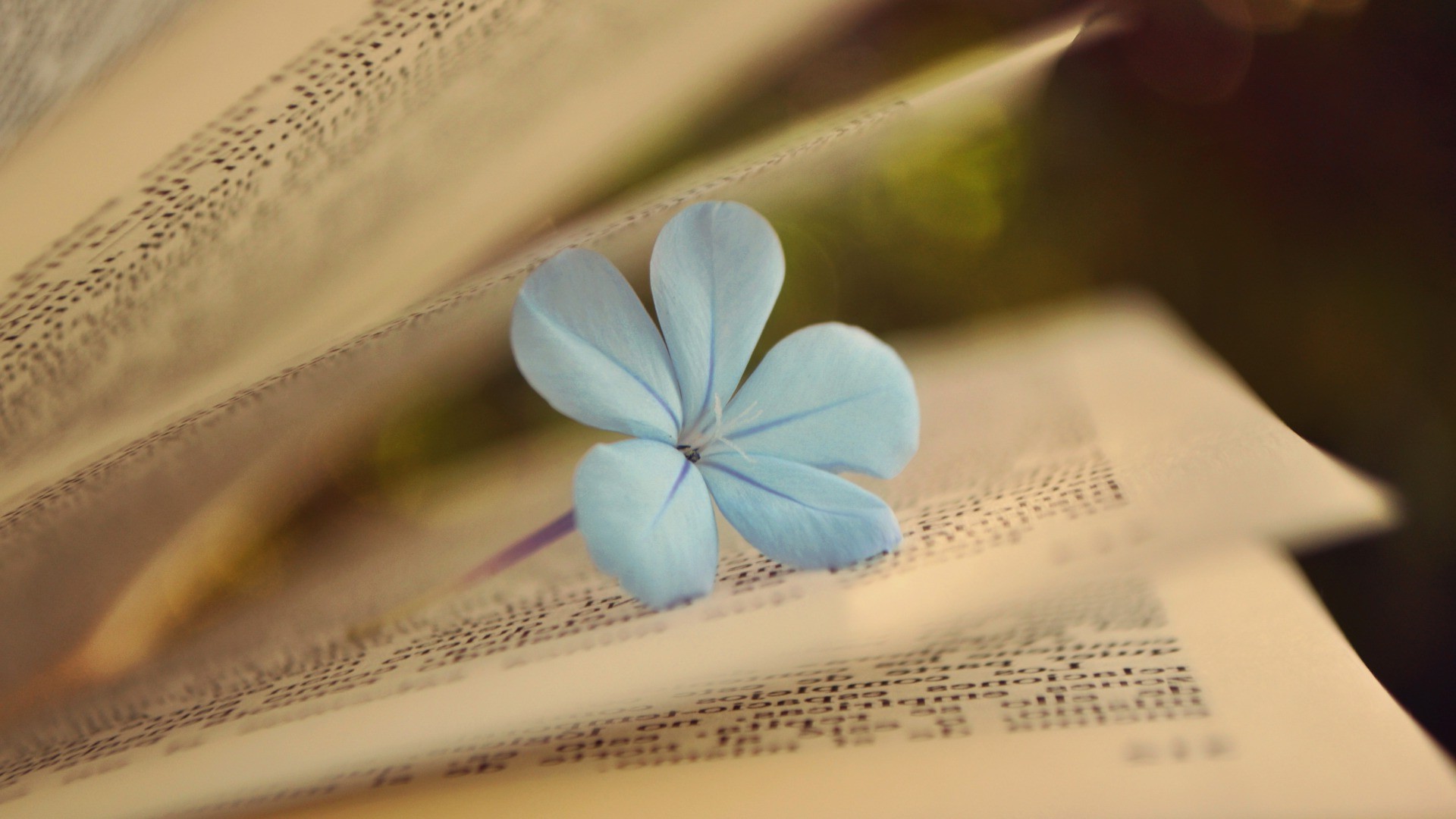 Flowers And Books Wallpapers