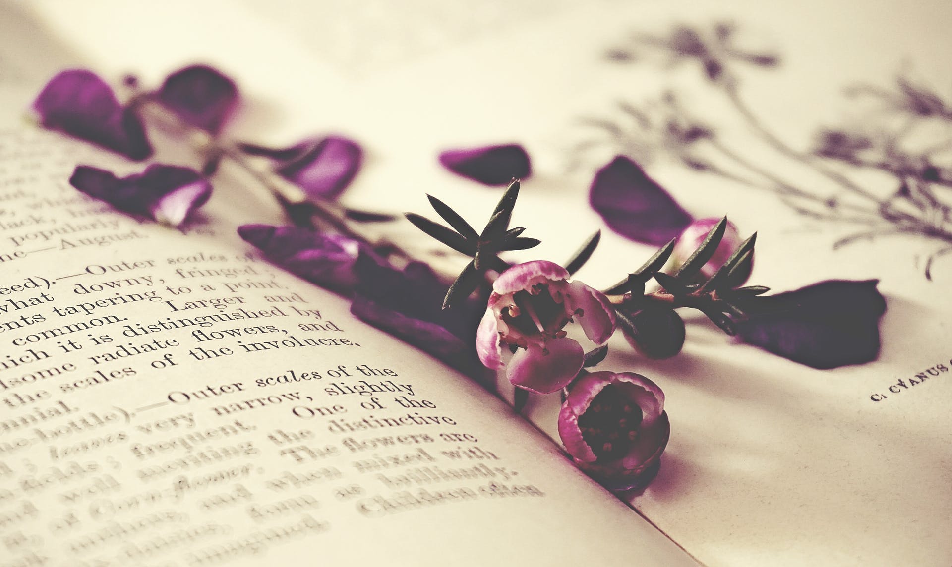 Flowers And Books Wallpapers