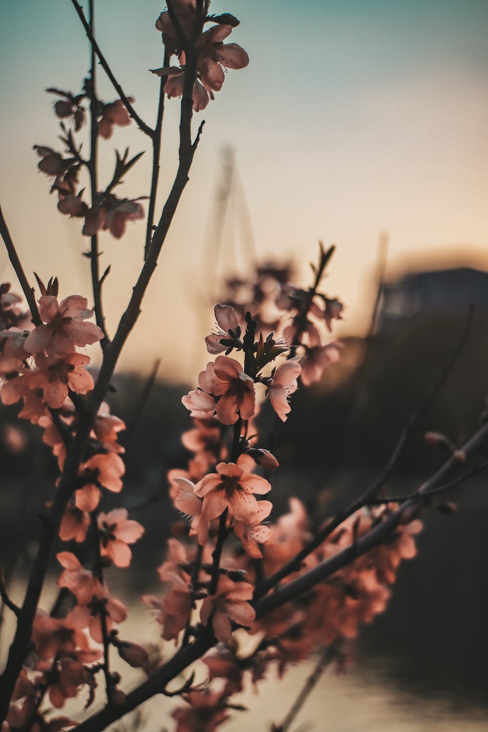 Flowers Background Aesthetic