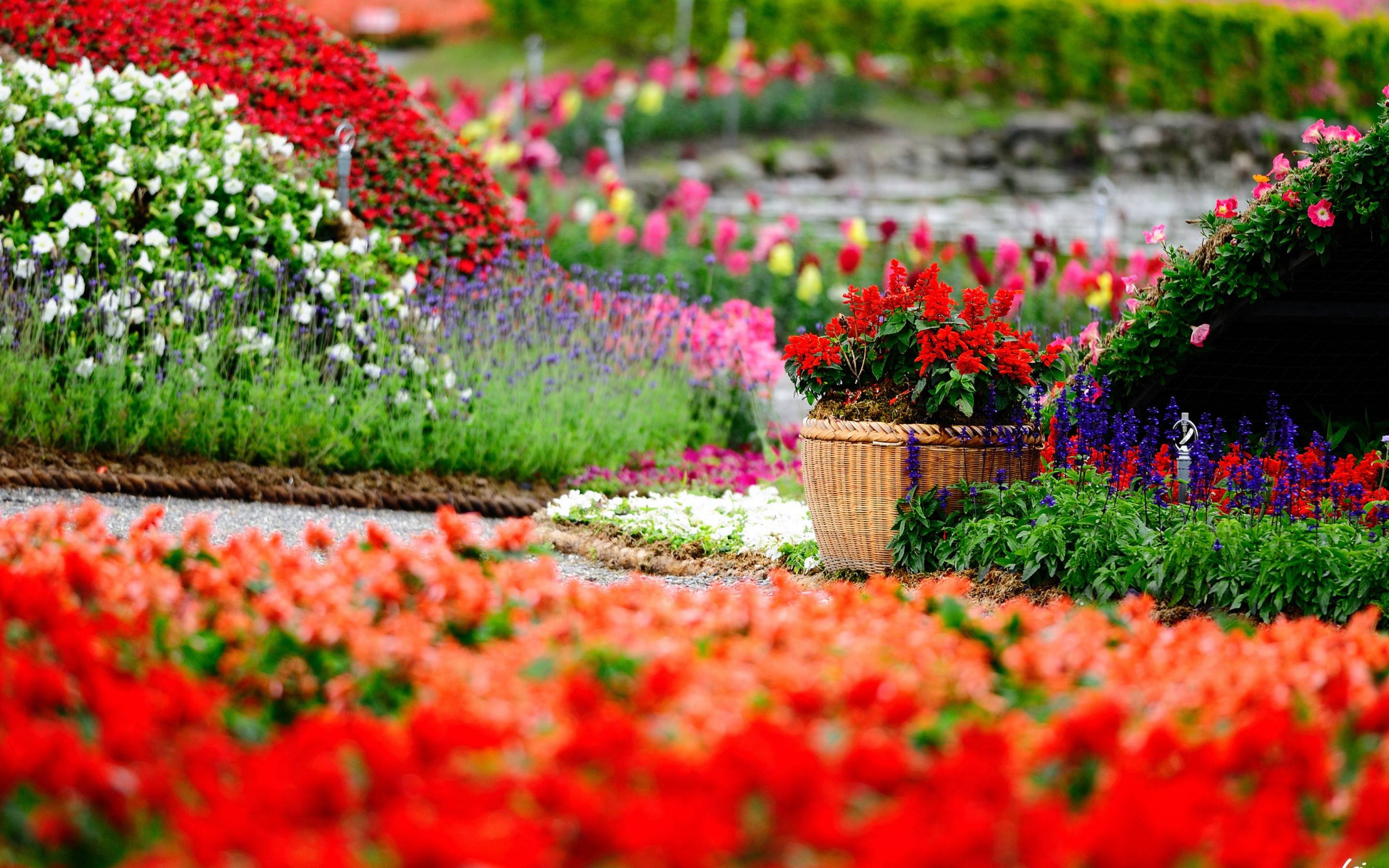 Flowers Garden Wallpapers