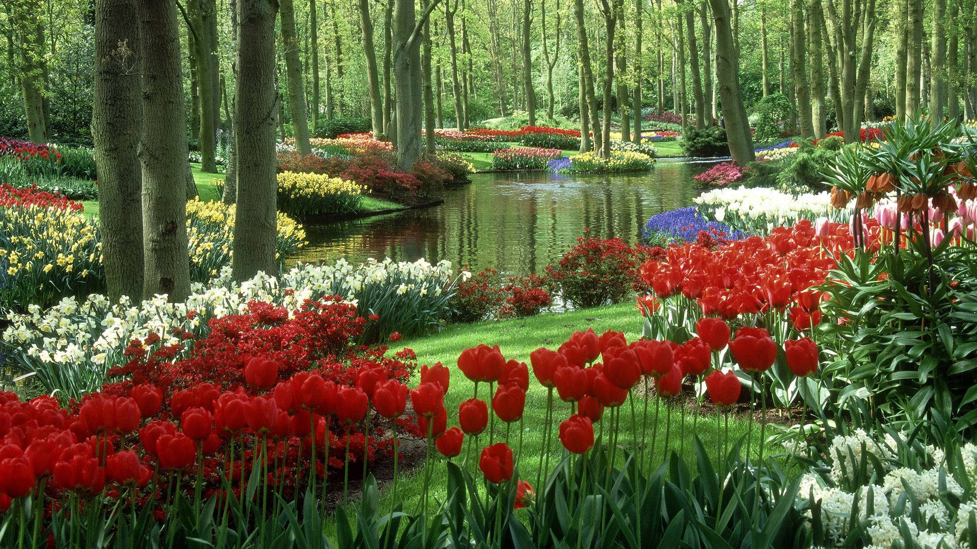 Flowers Garden Wallpapers