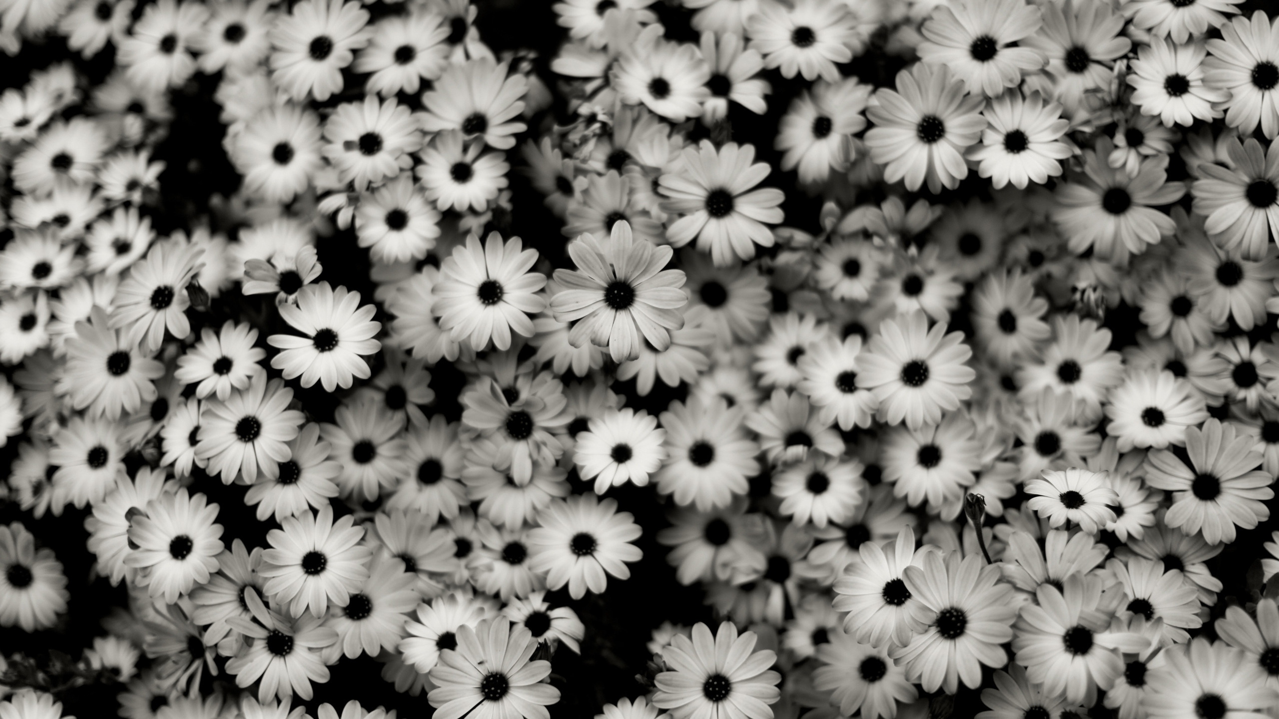 Flowers Gray Wallpapers