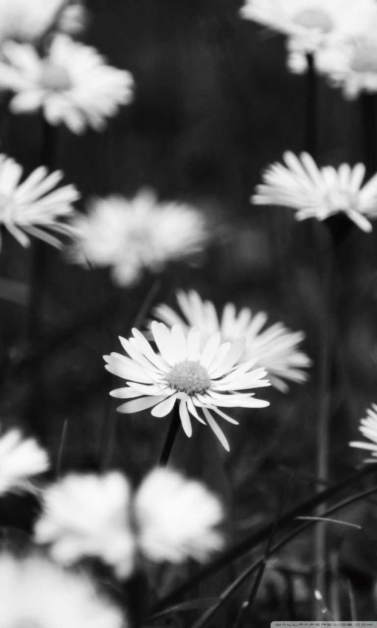 Flowers Gray Wallpapers