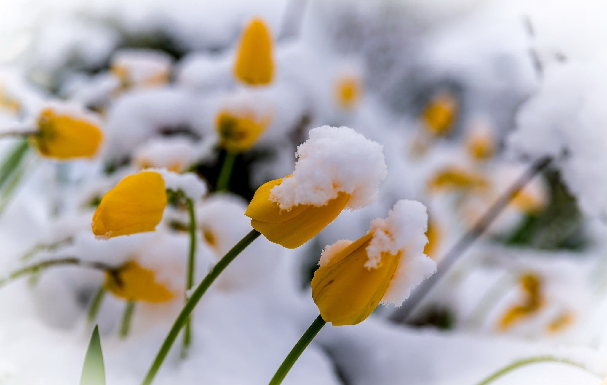 Flowers In Snow Wallpapers