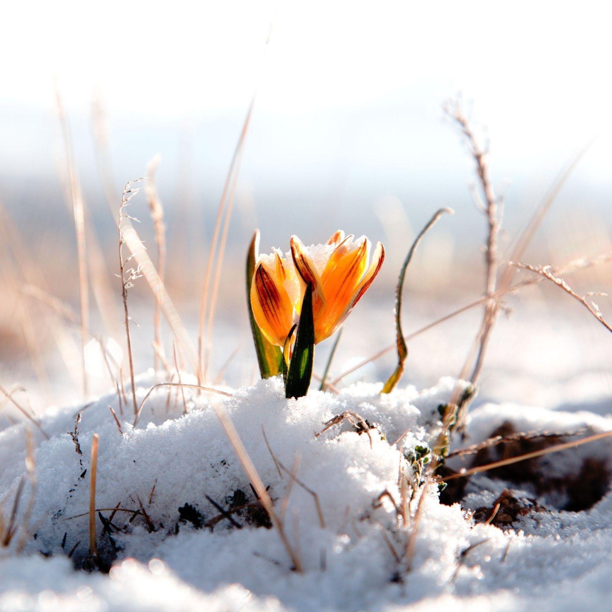 Flowers In Snow Wallpapers