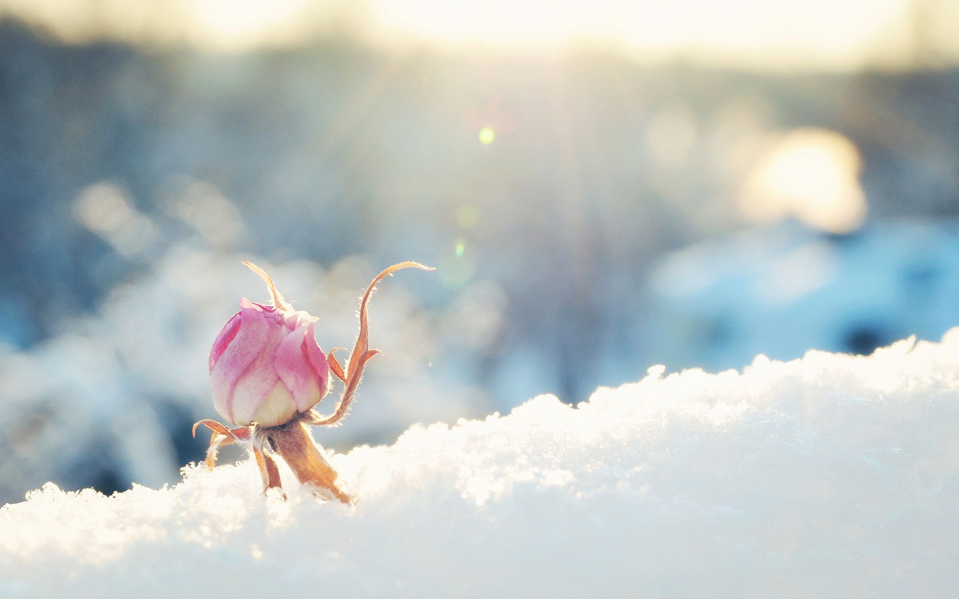 Flowers In Snow Wallpapers