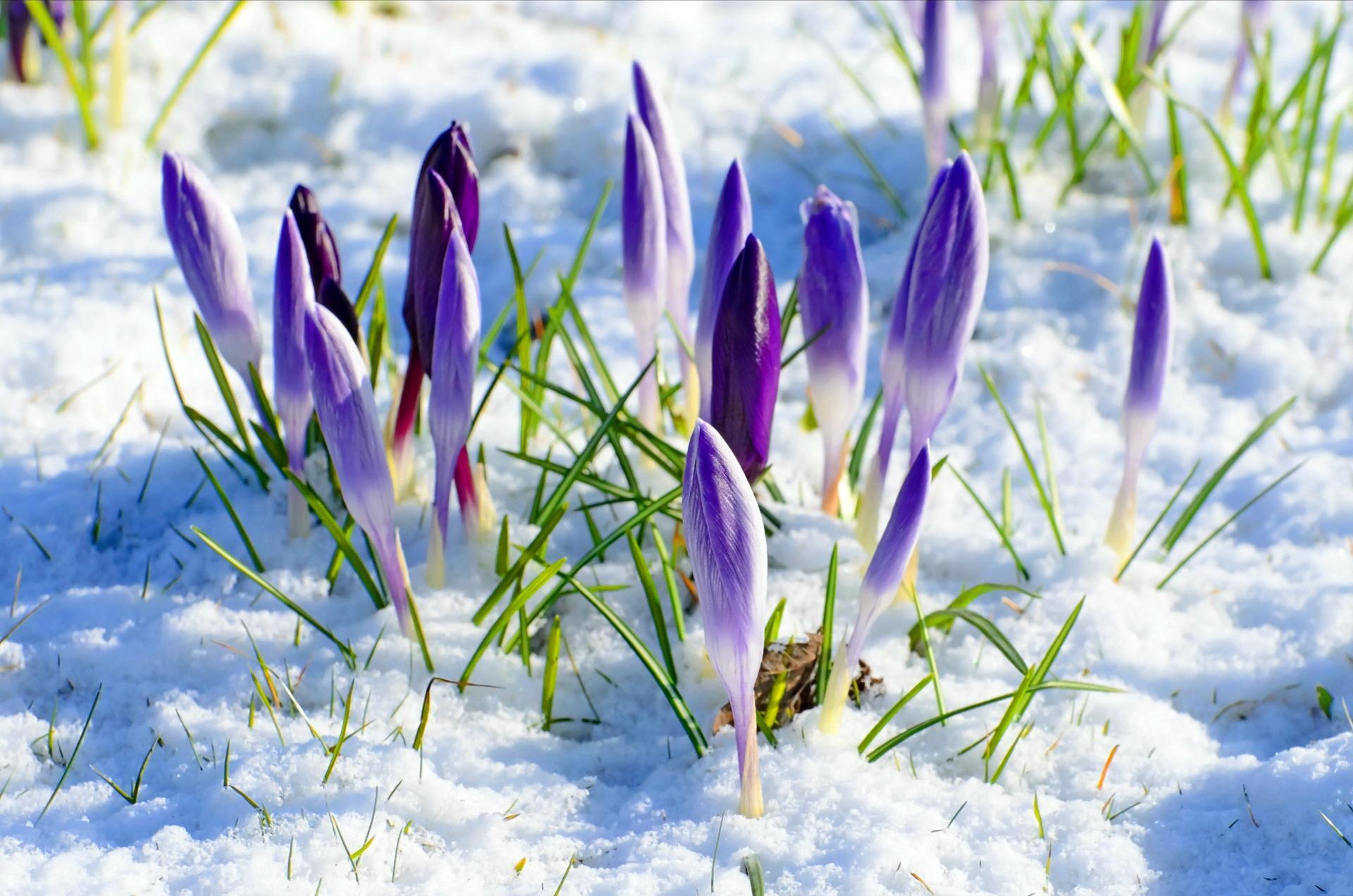 Flowers In Snow Wallpapers