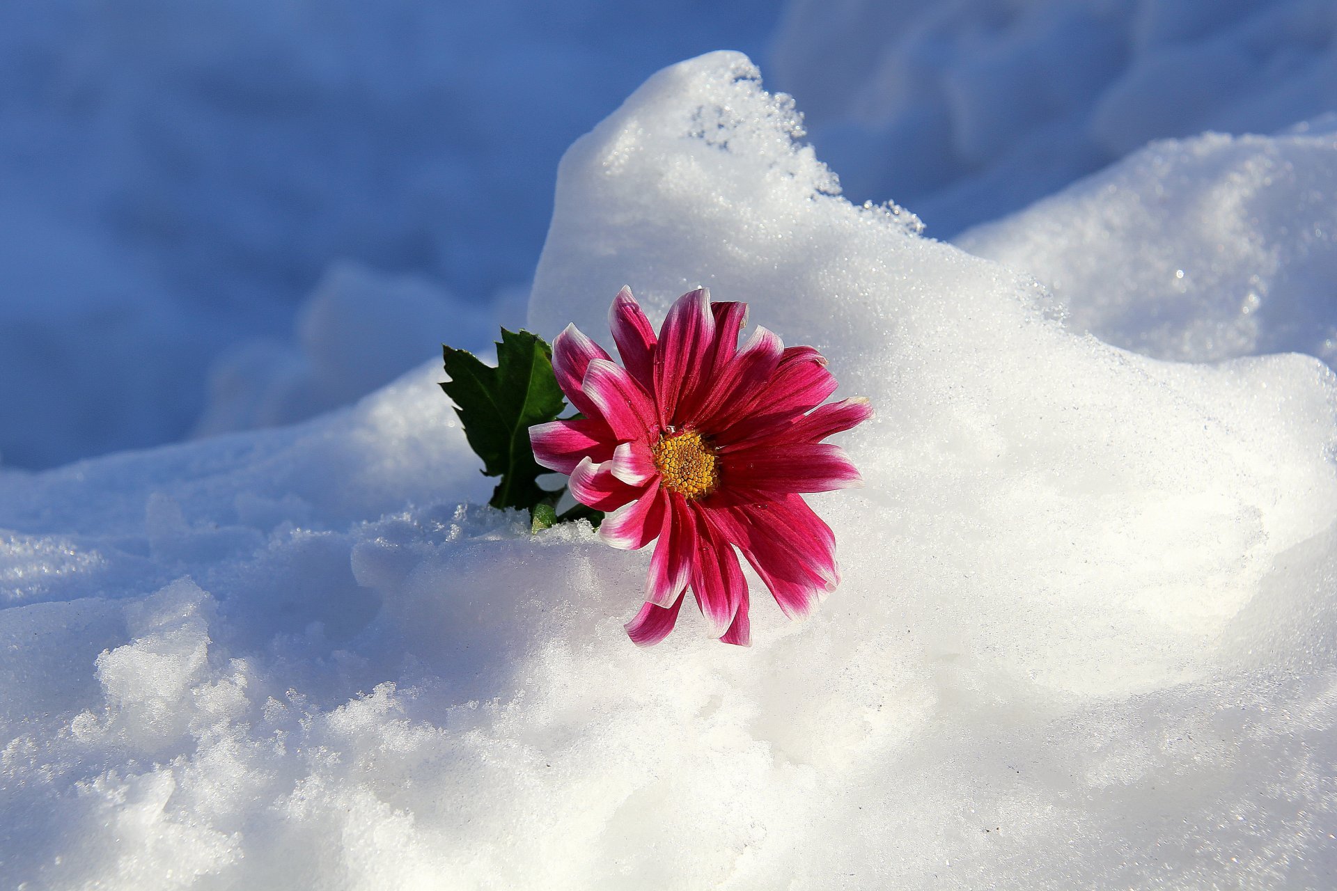 Flowers In Snow Wallpapers