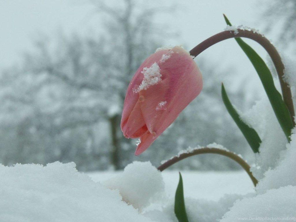 Flowers In Snow Wallpapers