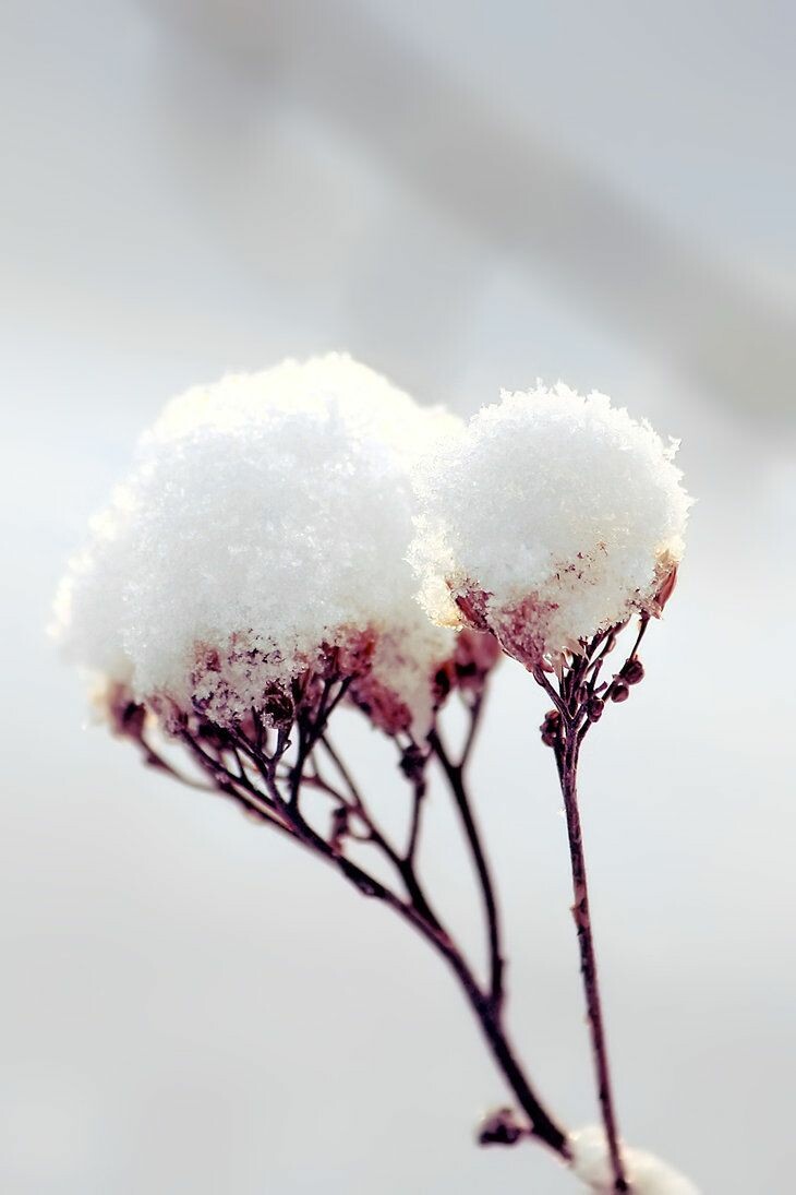 Flowers In Snow Wallpapers