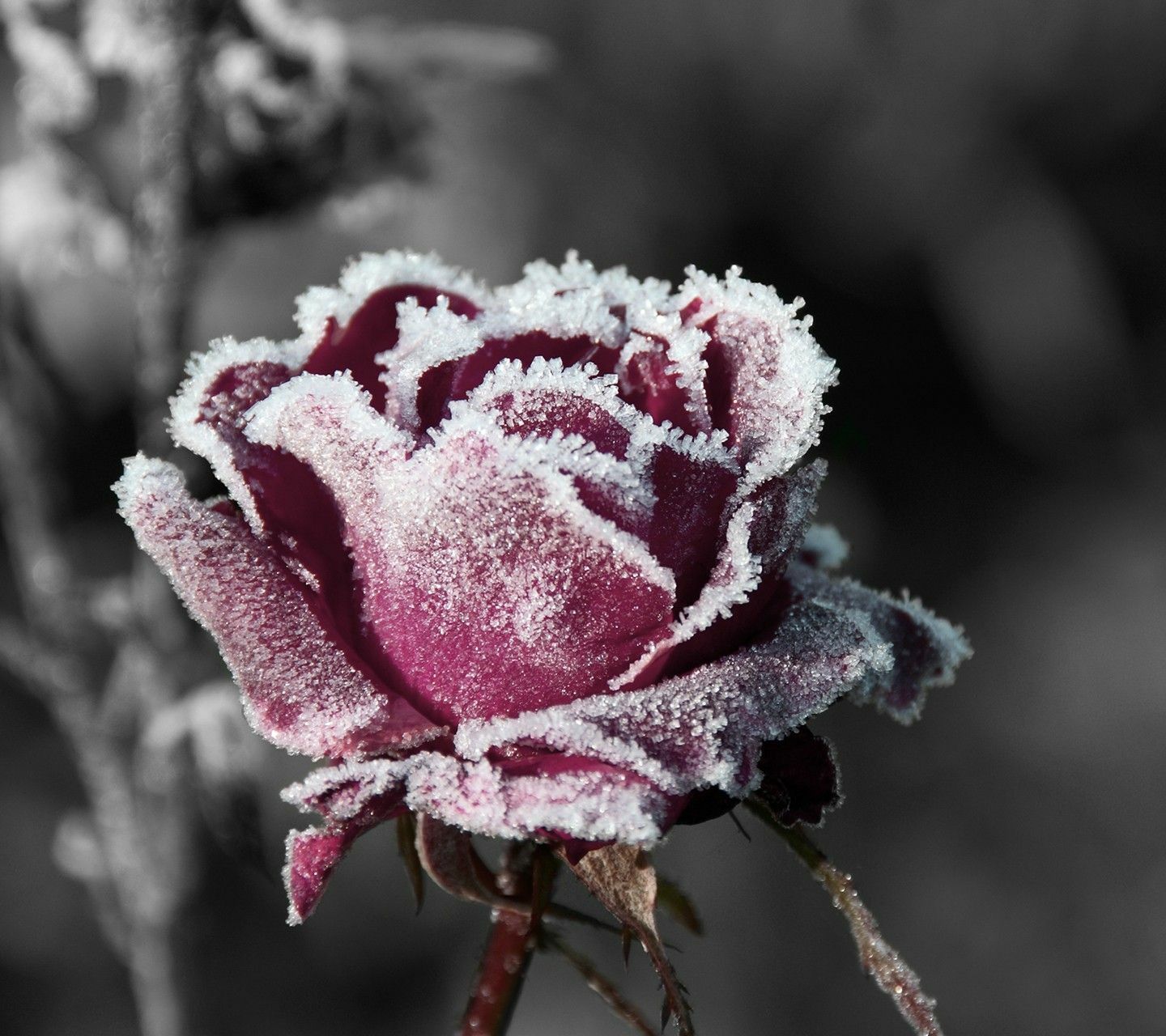 Flowers In Snow Wallpapers