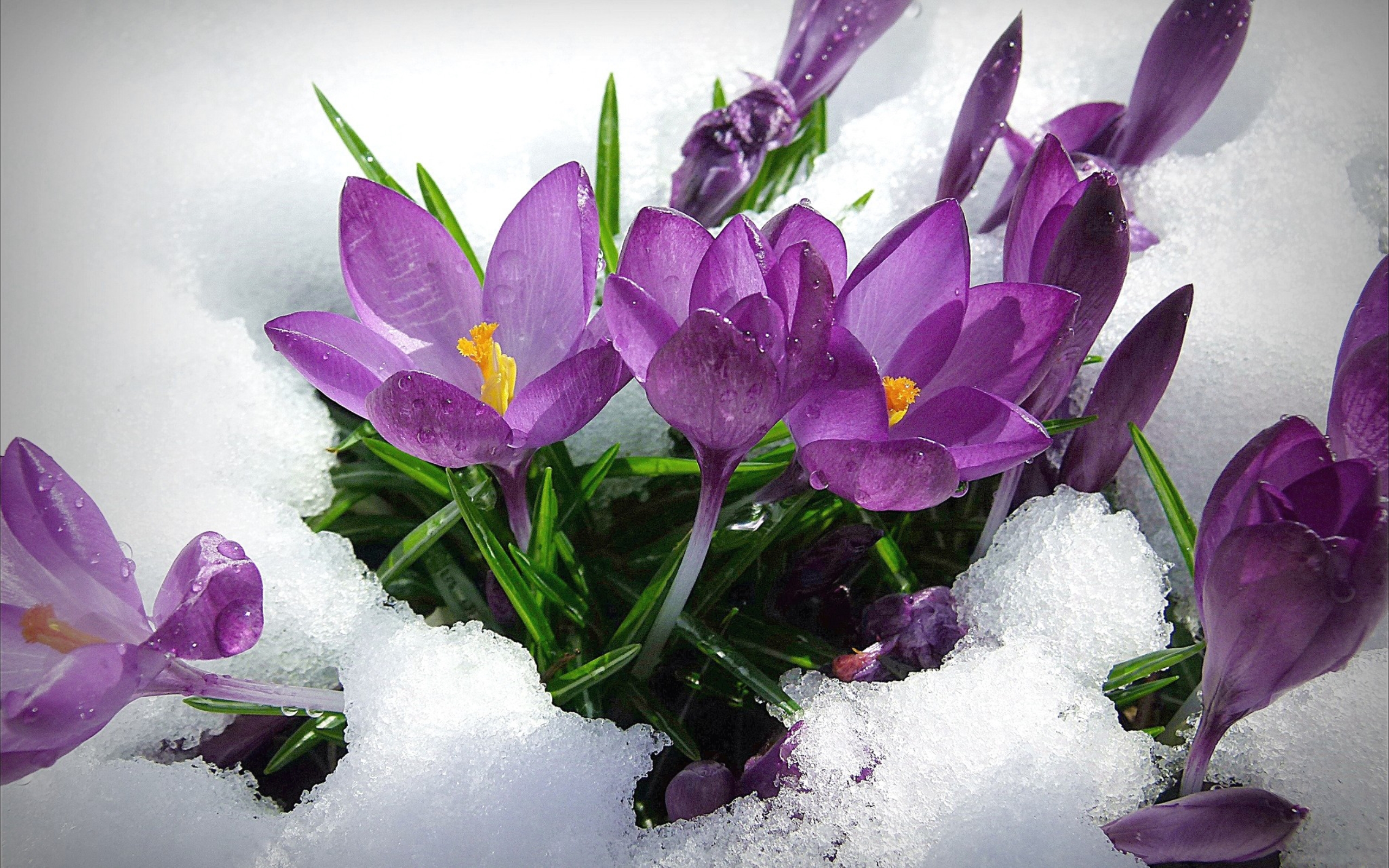 Flowers In Snow Wallpapers