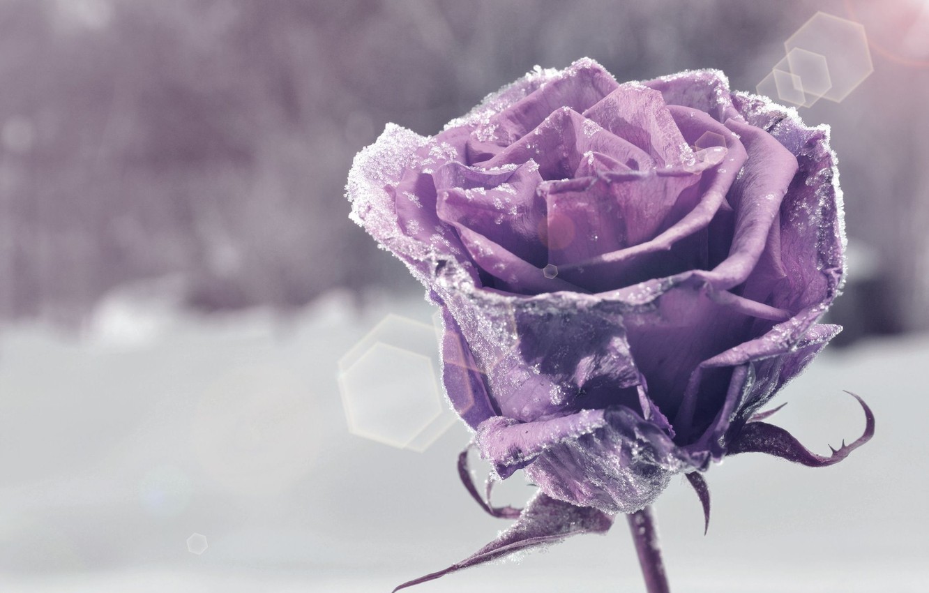 Flowers In Snow Wallpapers