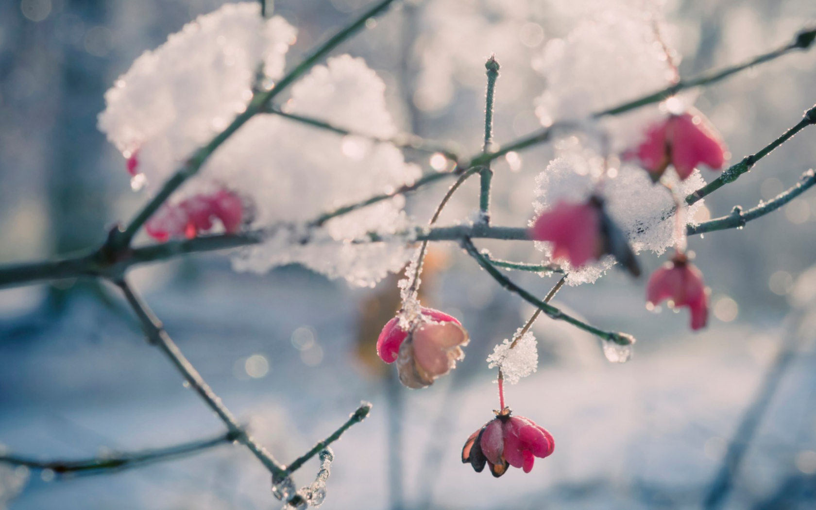 Flowers In Snow Wallpapers