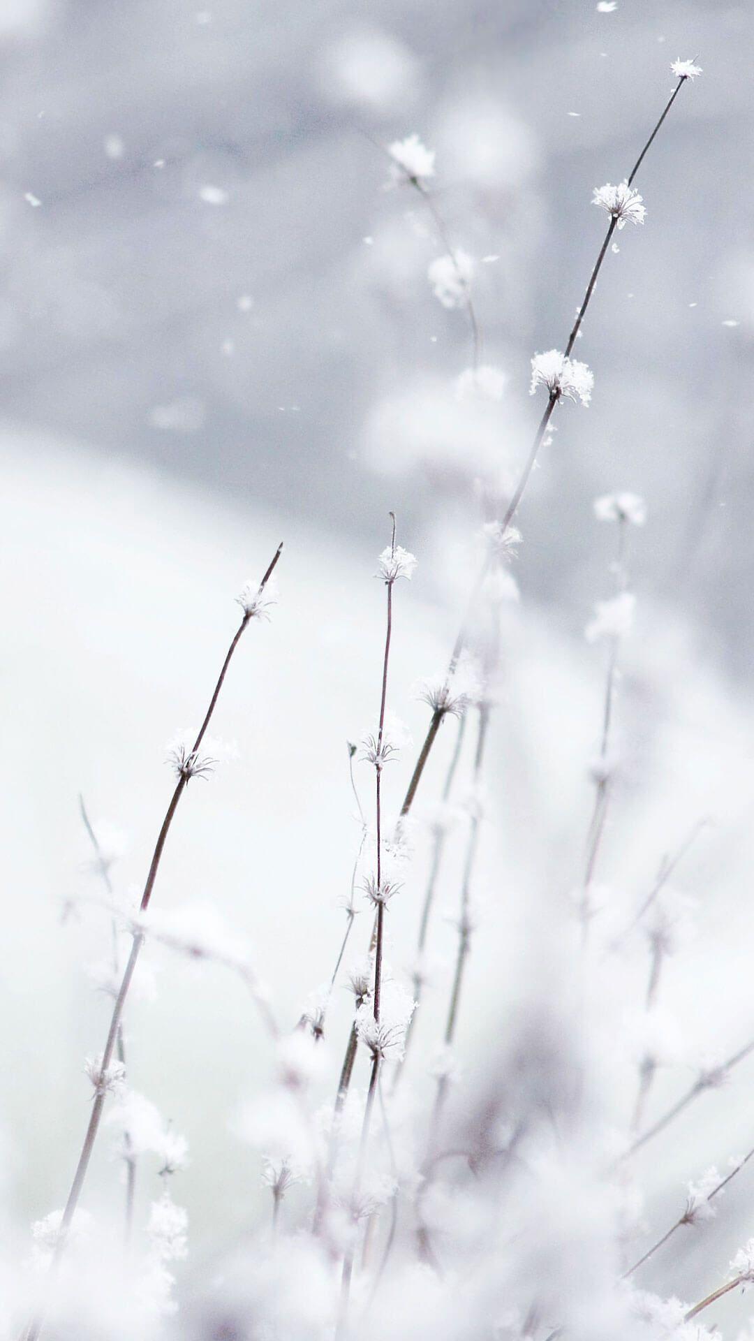 Flowers In Snow Wallpapers