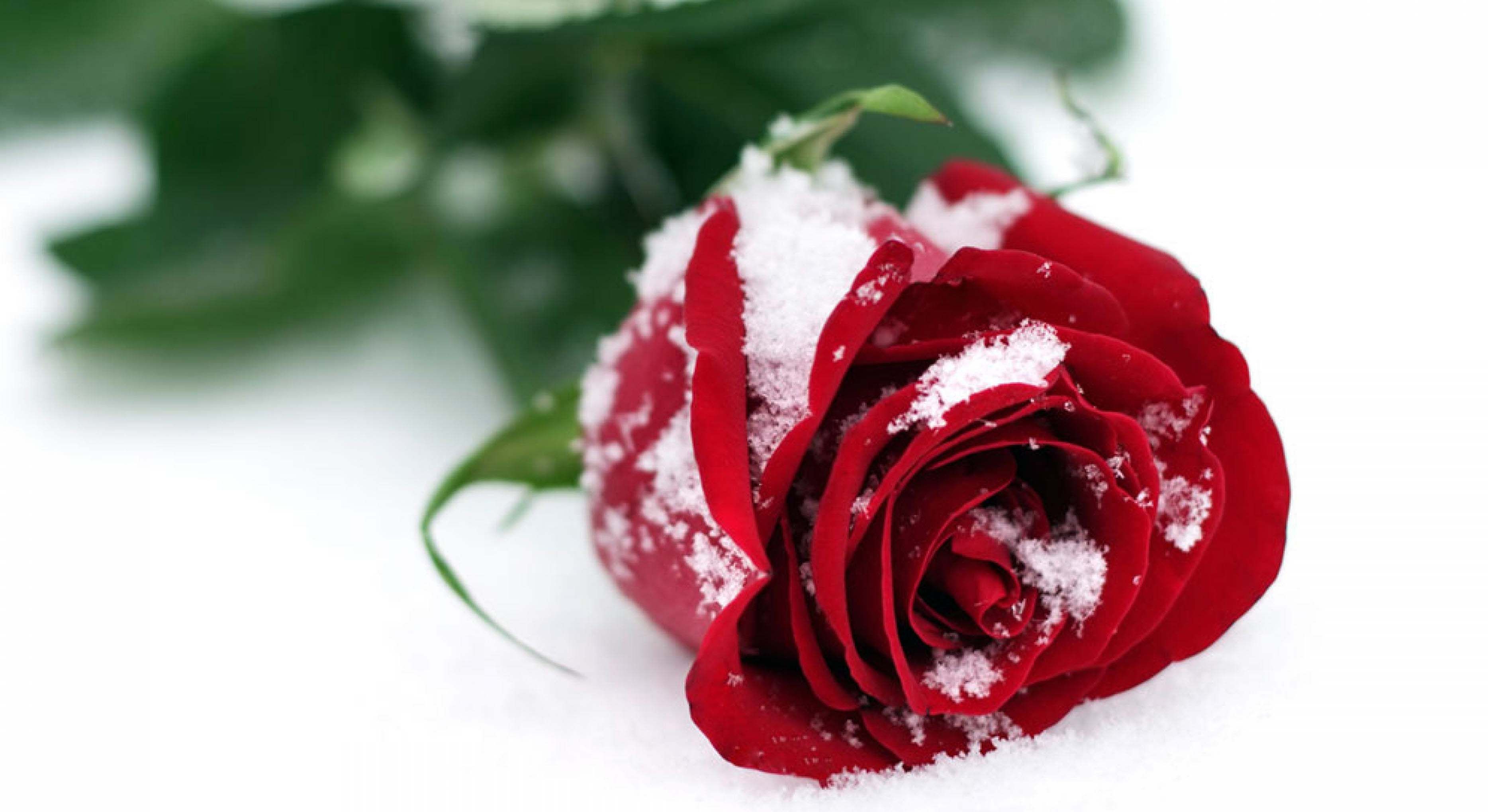 Flowers In Snow Wallpapers