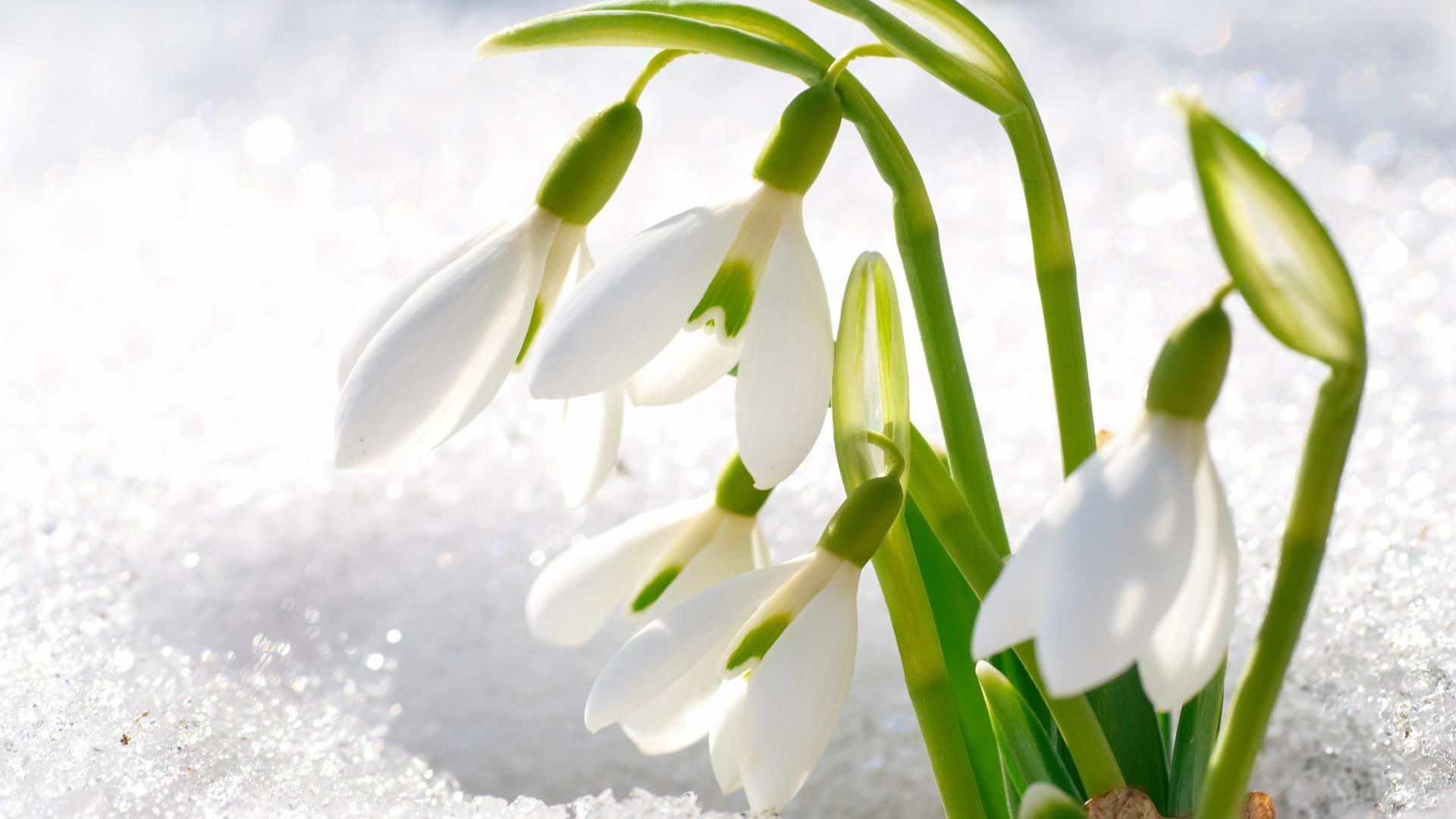 Flowers In Snow Wallpapers