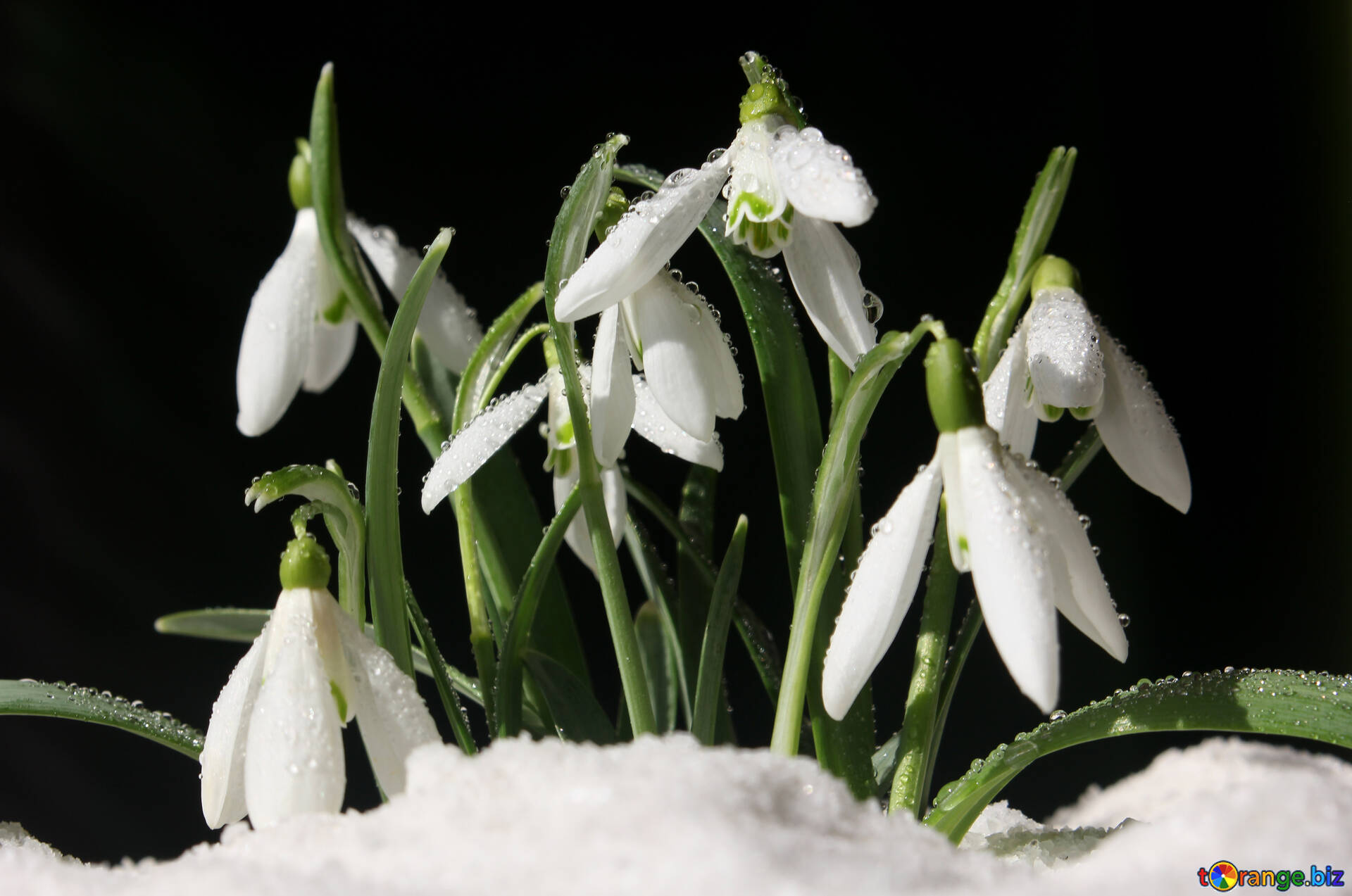 Flowers In Snow Wallpapers