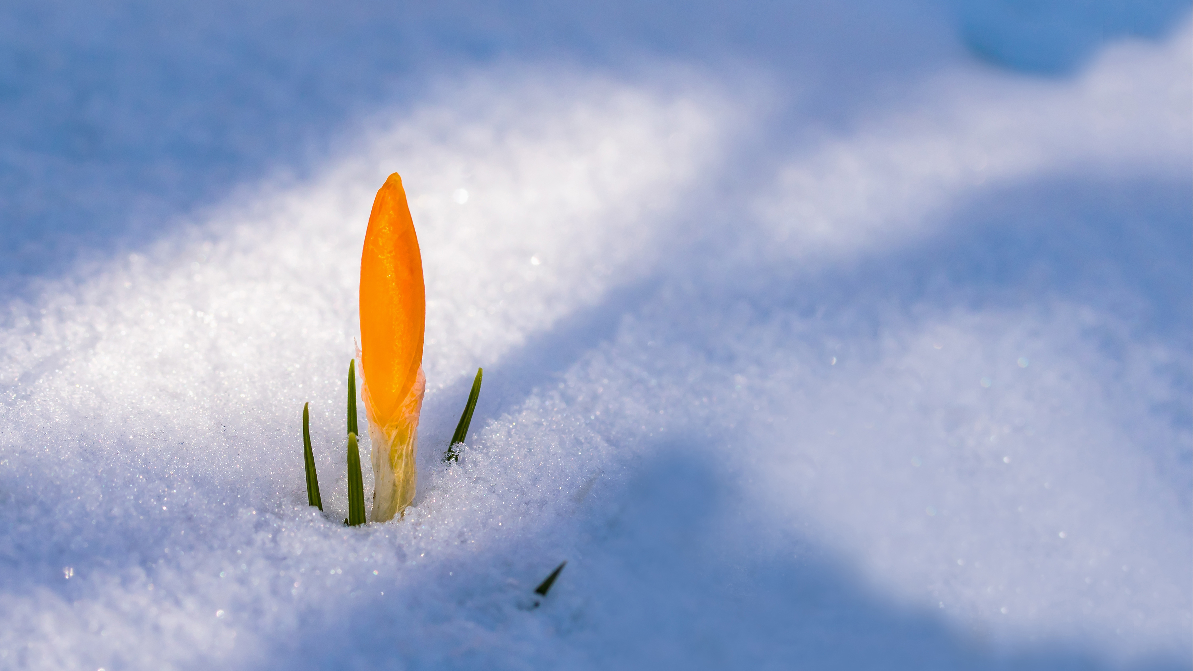 Flowers In Snow Wallpapers