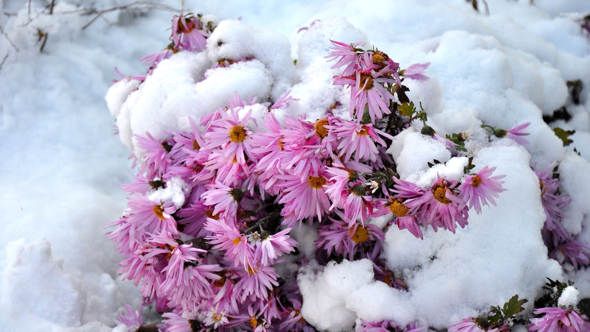 Flowers In Snow Wallpapers