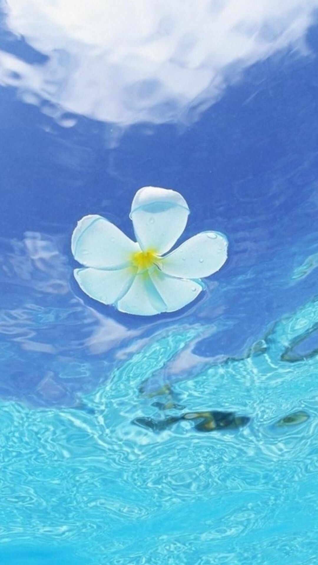 Flowers In Water Aesthetic Wallpapers