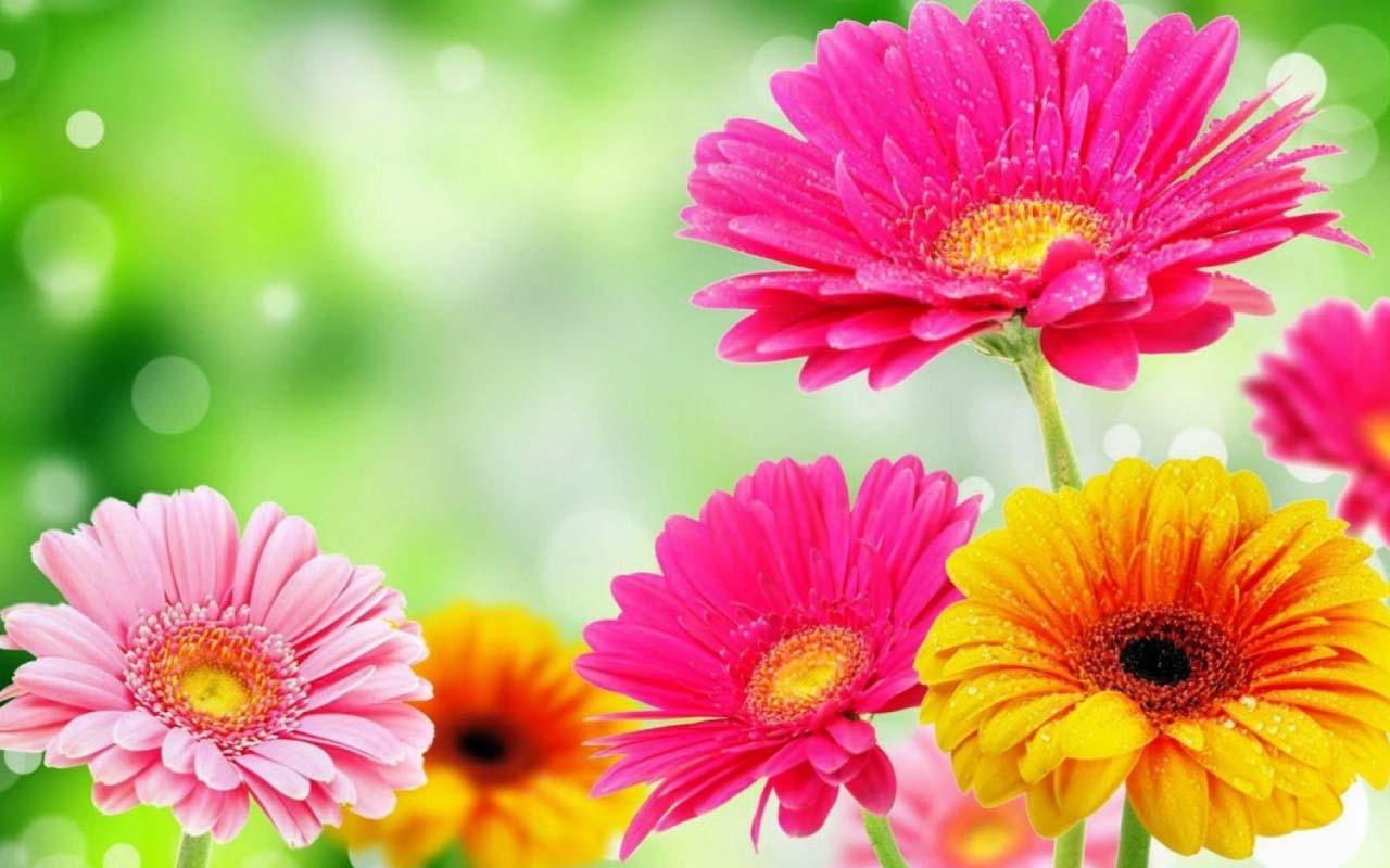 Flowers Spring Wallpapers