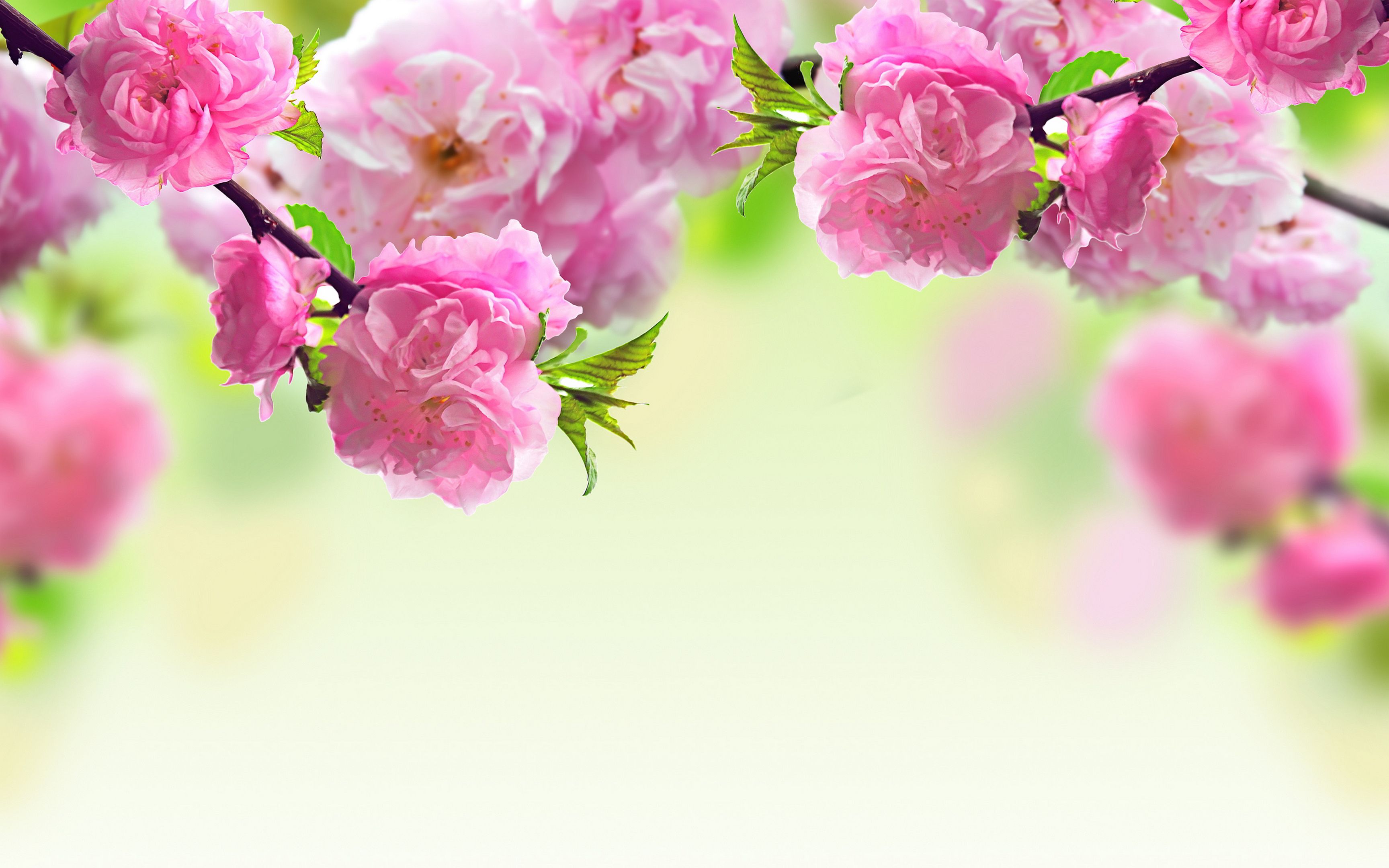 Flowers Spring Wallpapers