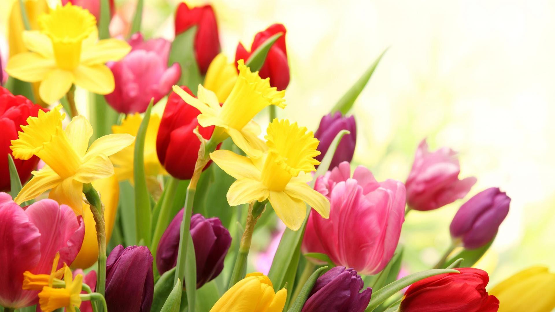 Flowers Spring Wallpapers