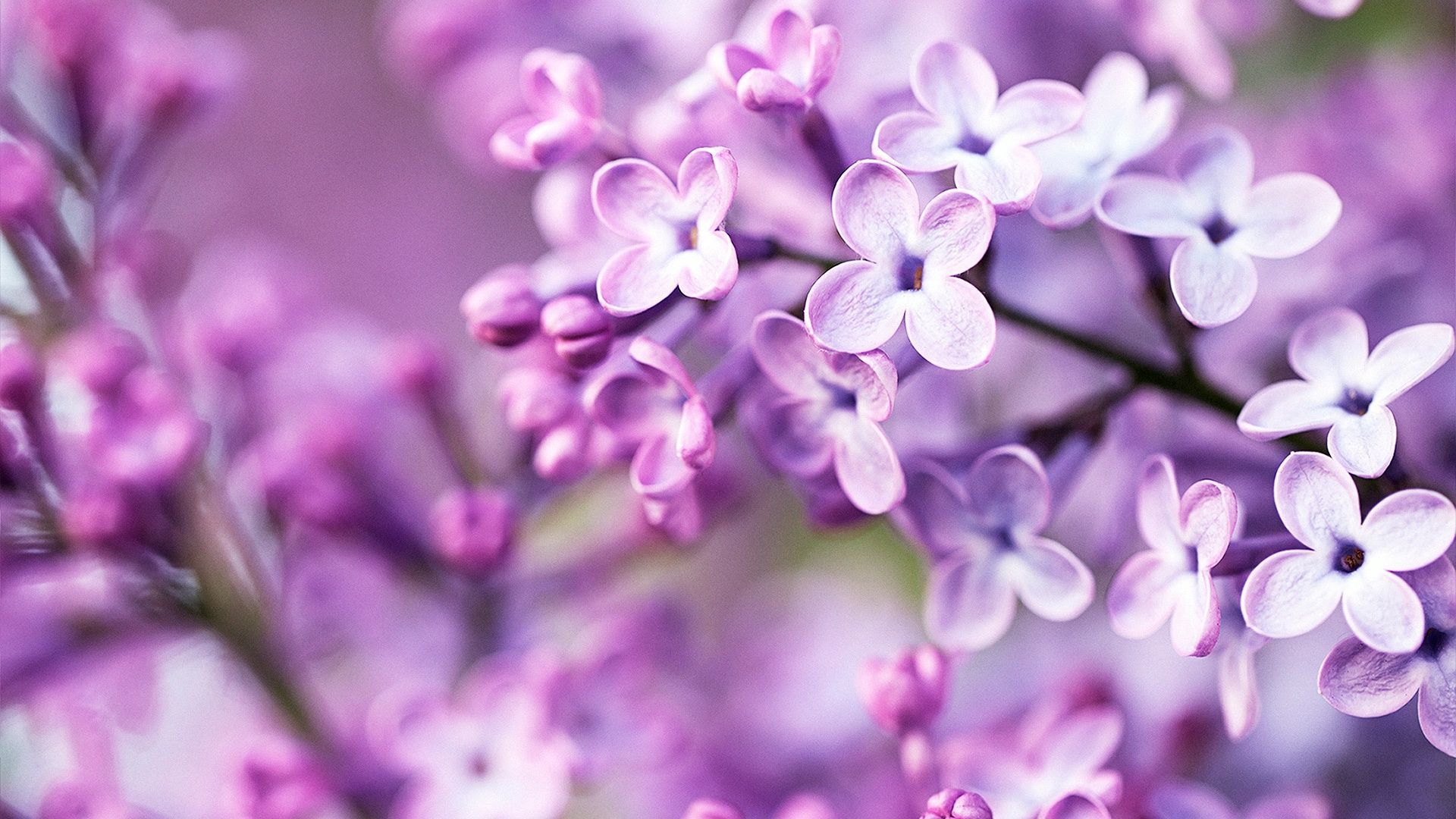 Flowers Spring Wallpapers