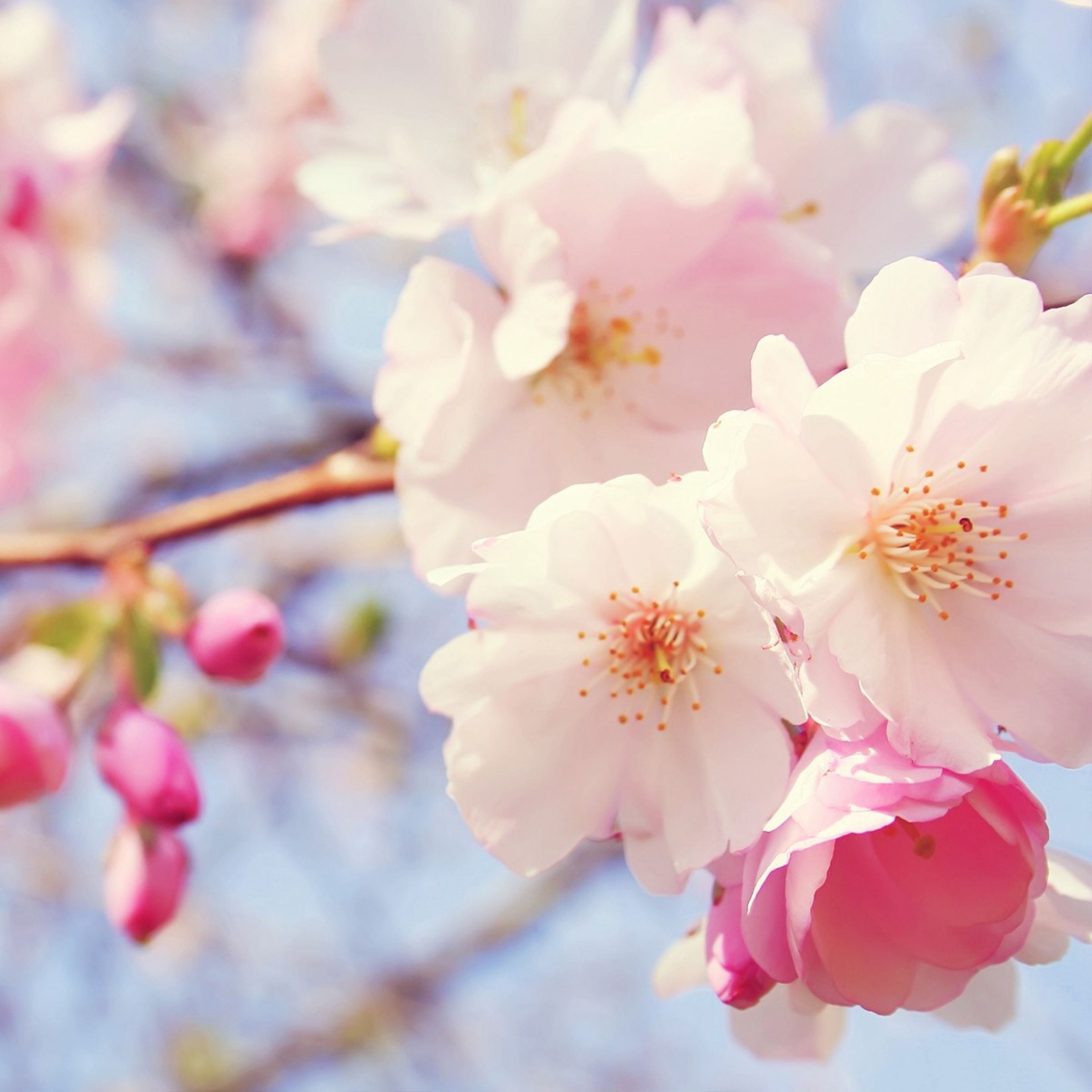 Flowers Spring Wallpapers