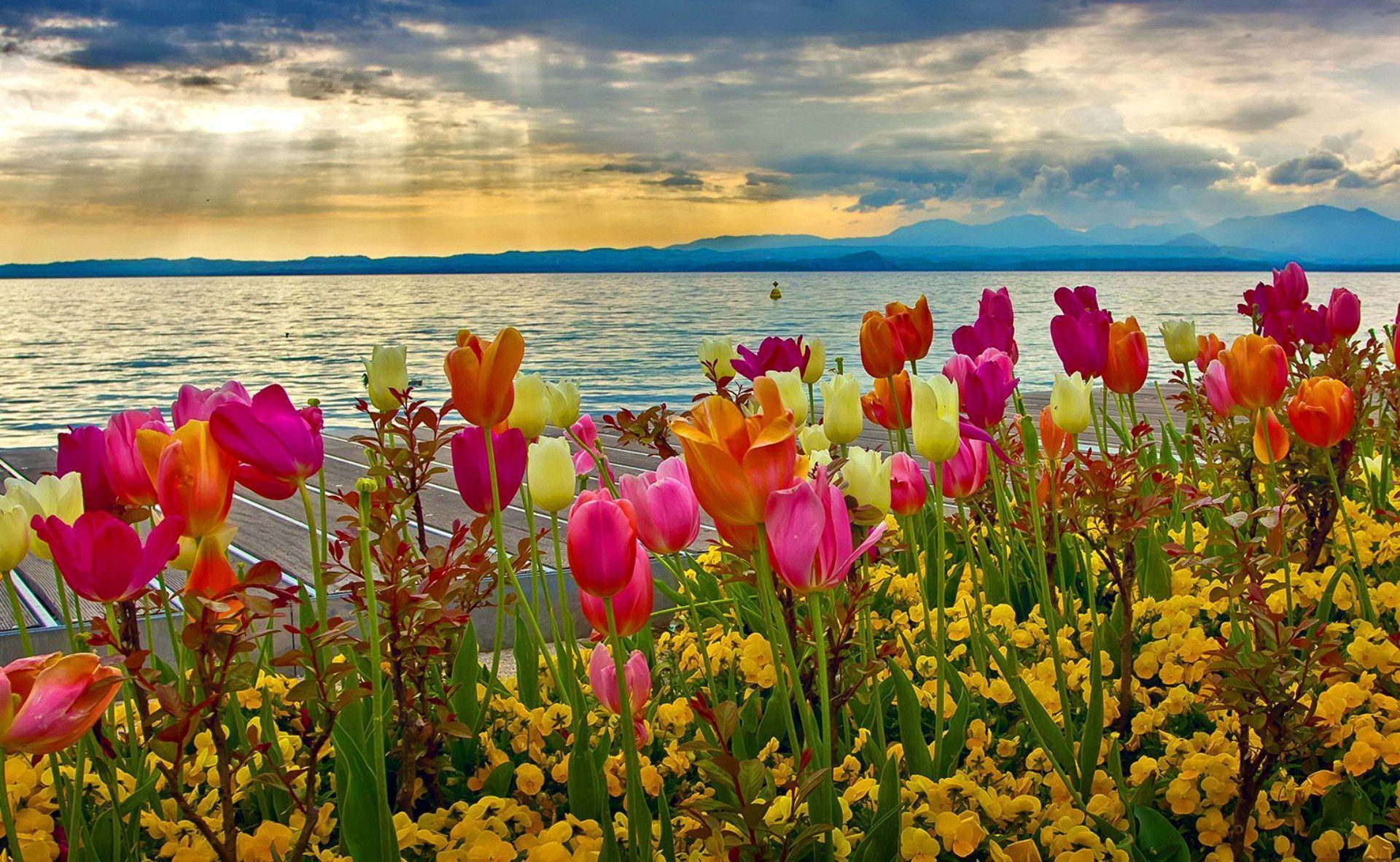 Flowers Spring Wallpapers