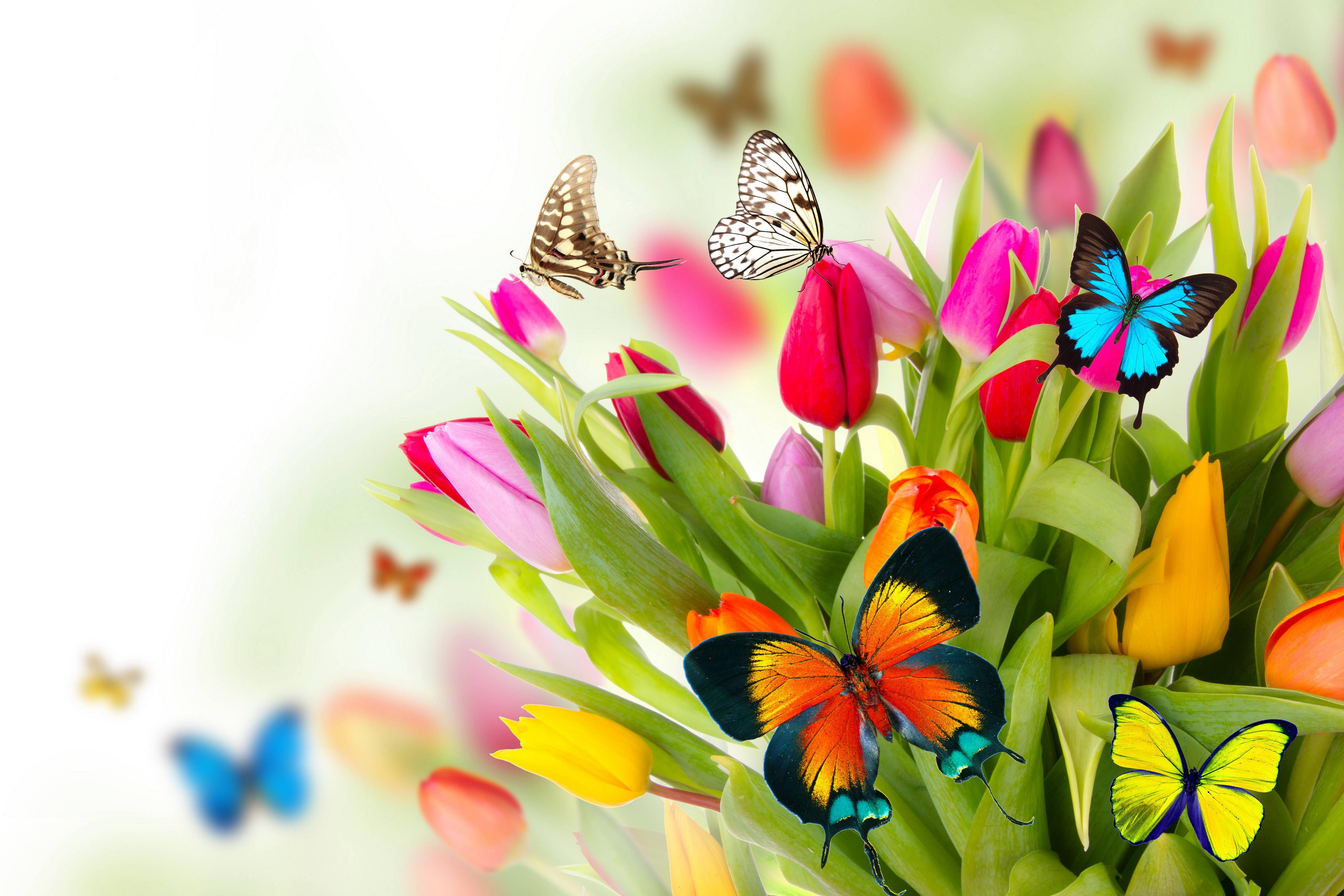 Flowers Spring Wallpapers