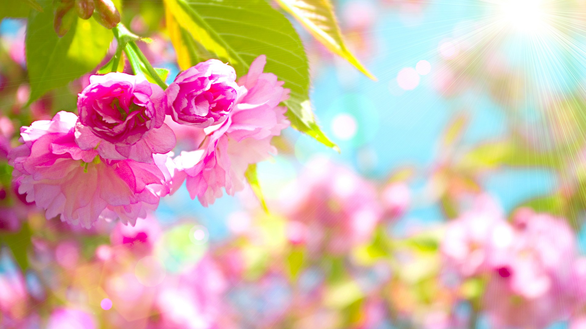 Flowers Spring Wallpapers