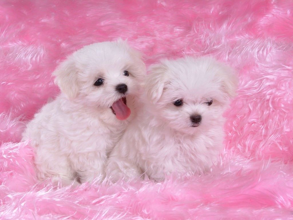 Fluffy Adorable Puppies Wallpapers