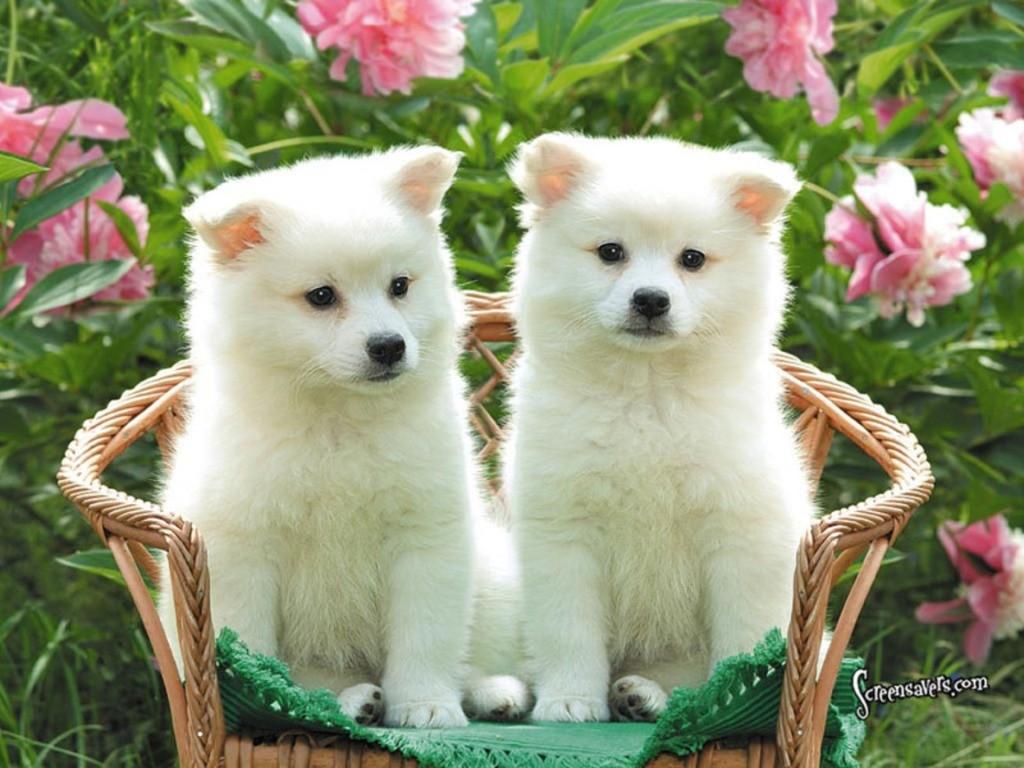 Fluffy Adorable Puppies Wallpapers